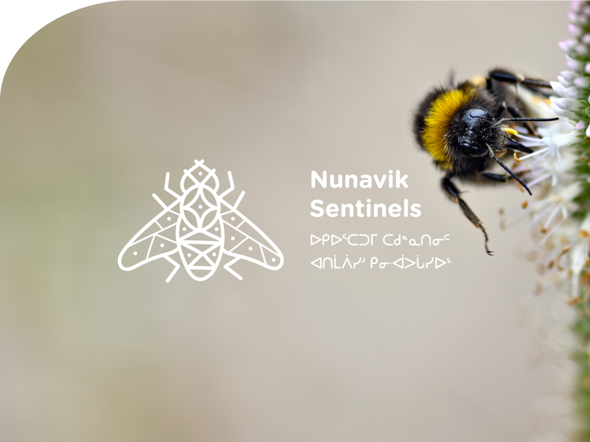Sentinelles du Nunavik : renforcer la science citoyenne sur le territoire