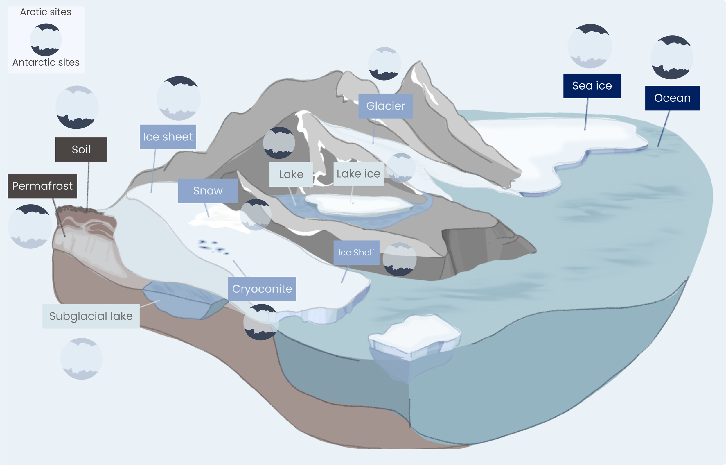 Figure 1: Schematic representation of polar cryospheric marine and terrestrial
habitats and systems, with graphical markers indicating the polar region in which
giant viruses have been reported to date (Arctic, Antarctic, or both). The schematics
are