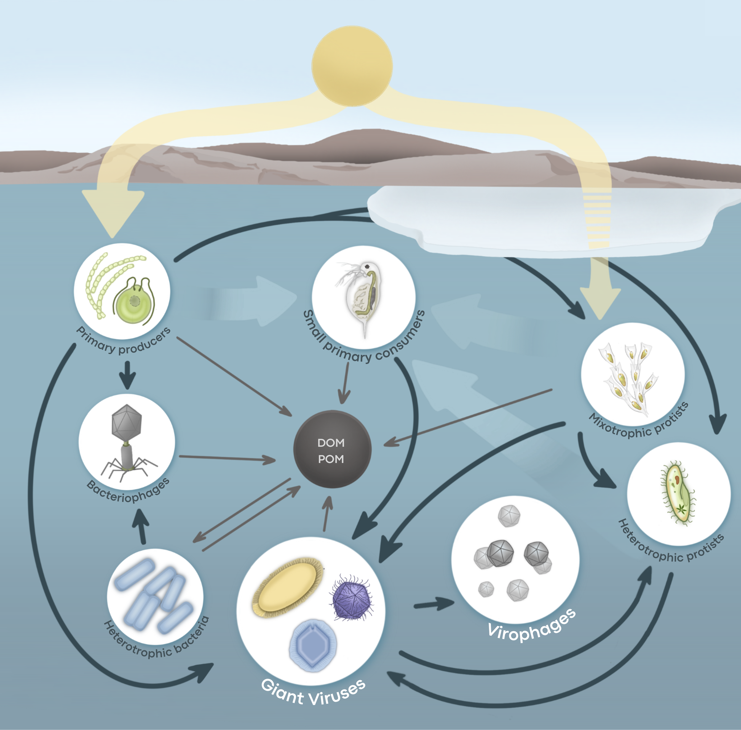 Figure 2: Microbial and viral trophic web structure in polar lakes. Multicellular
organisms and higher trophic levels are rare or absent, resulting in a truncated food
web dominated by unicellular organisms and viruses. Dark blue arrows show
predatio