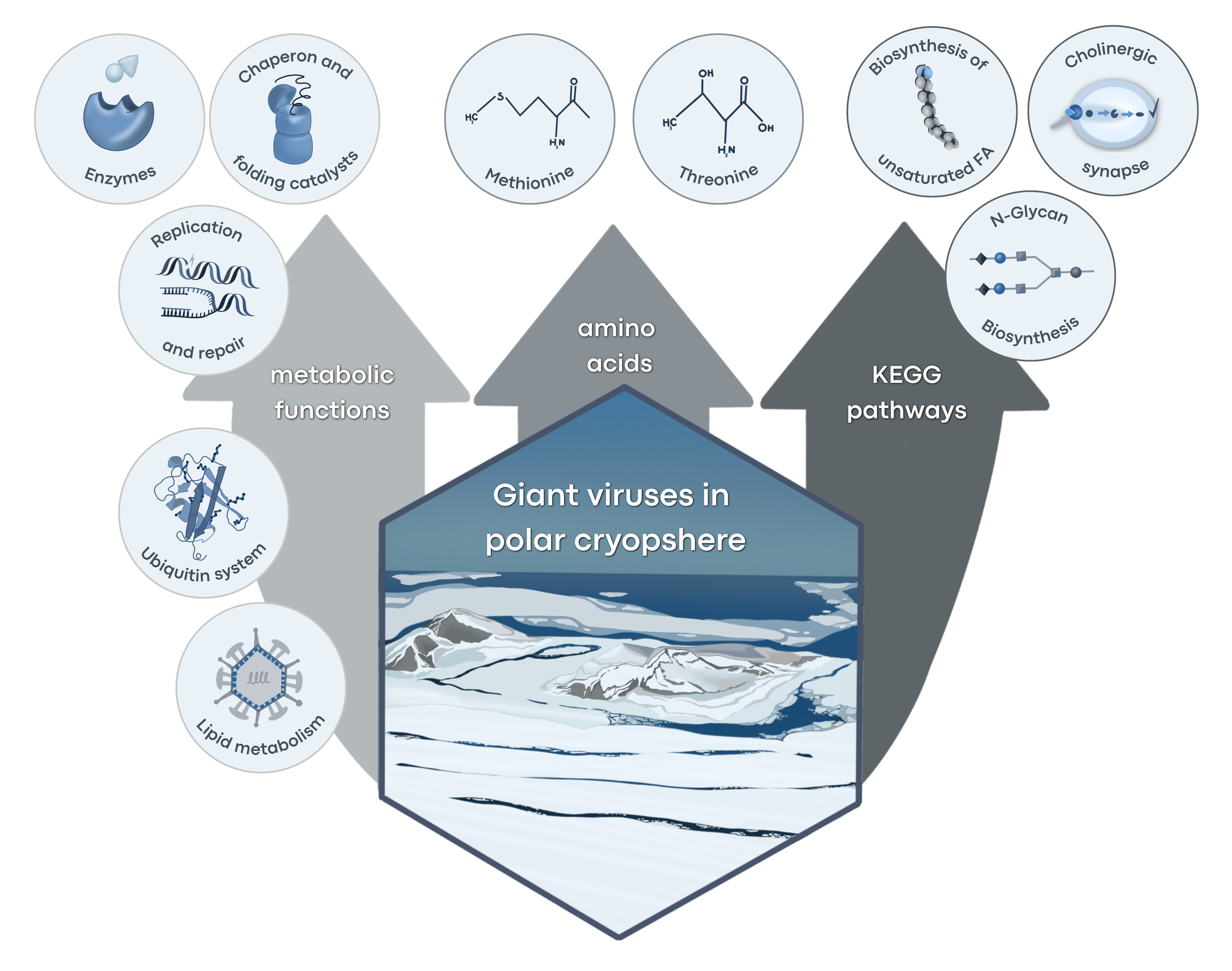 Figure 3: Schematic representation of polar‑speciϐic or polar‑enriched giant viral
amino acid composition, metabolic functions and pathways in cryosphere giant
viruses. The visualizations are primarily inspired by data and results from
cold‑adaptatio