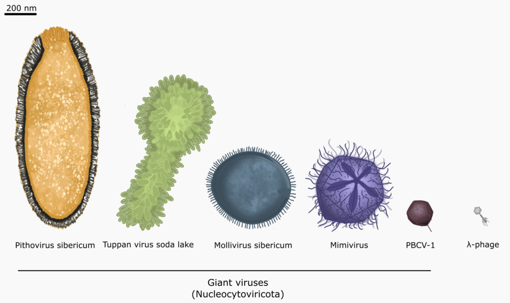 Figure 4 : Schematic representation of size and shape variation between selected
Nucleocytoviricota virions and lambda phage for scale. From left to right; Pithovirus
sibernicum (∼1.5 µm in length, 500 nm in diameter), Tupanvirus soda lake (∼1 µm in
