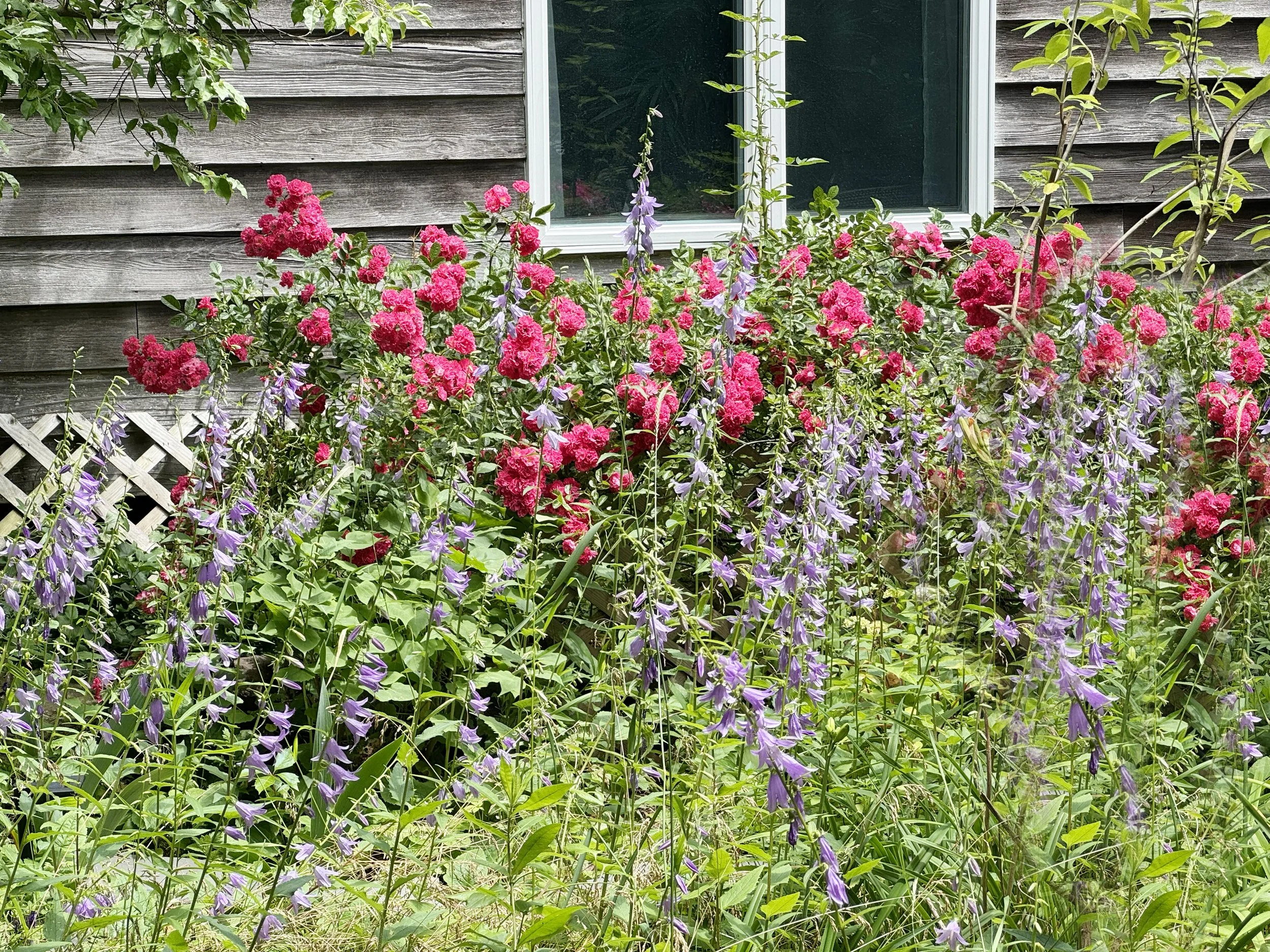 GardenPath2.jpg