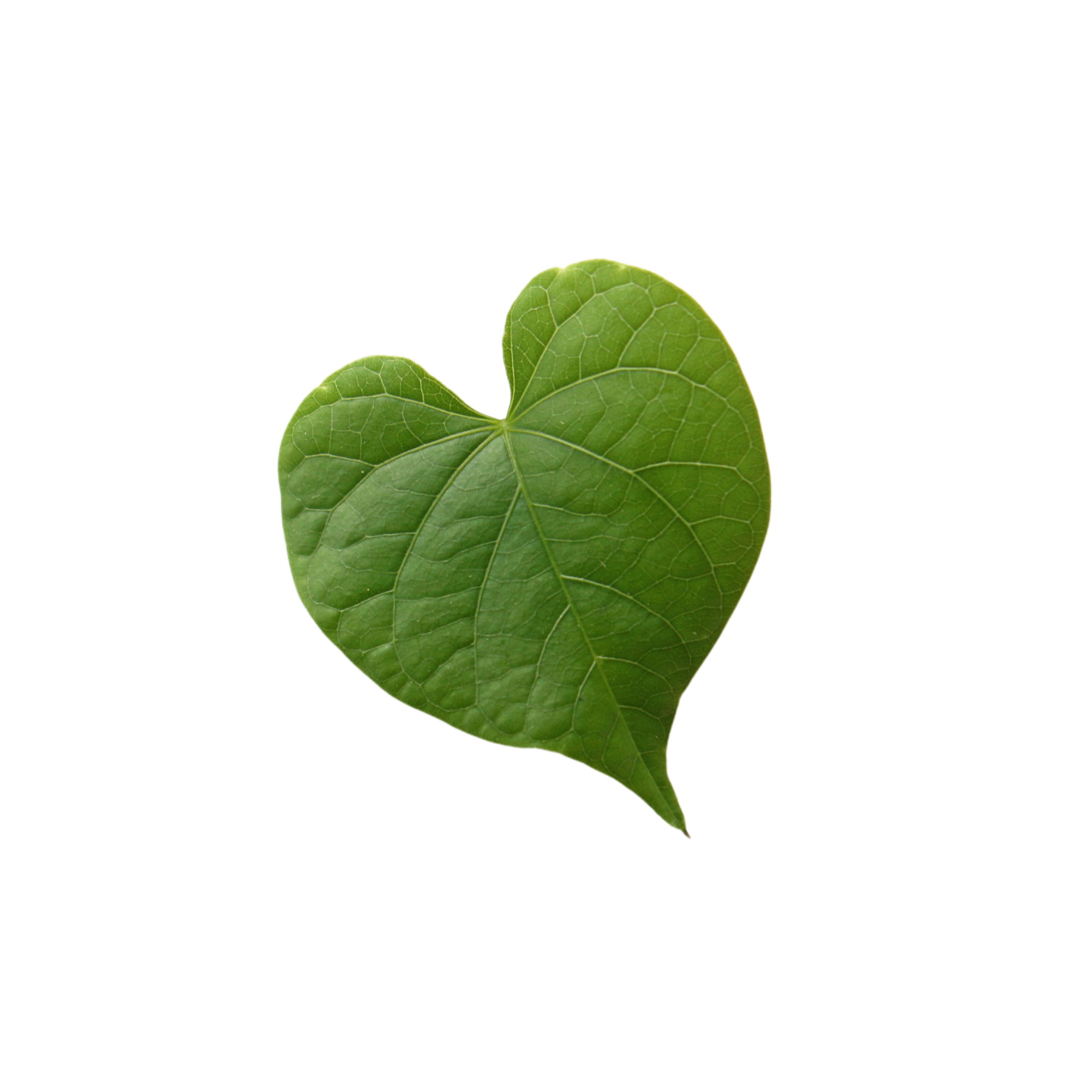green heart shaped leaf