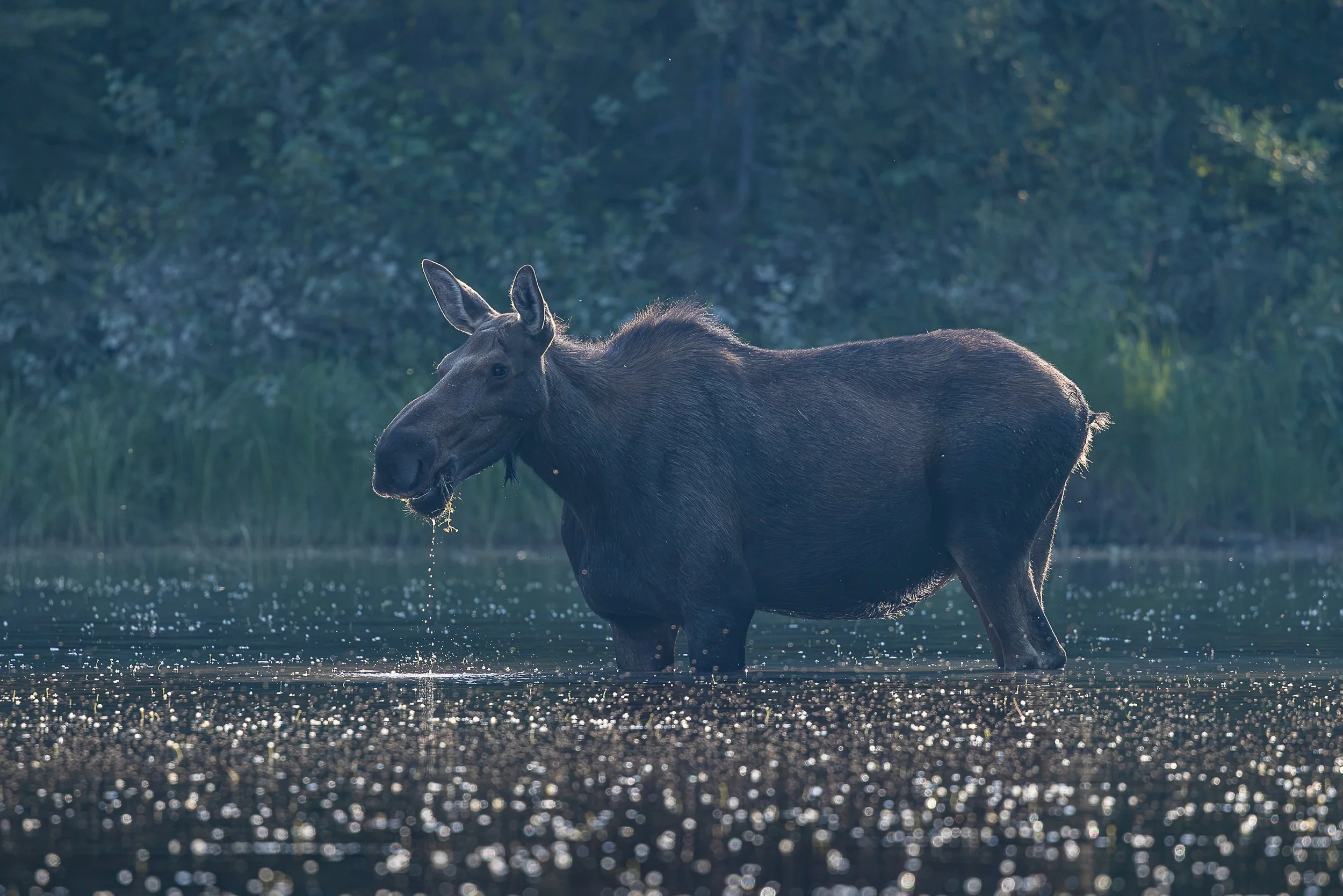 Standing quietly in the shallows, a cow moose feeds as soft light filters across the water. Droplets fall from her mouth and the pond shimmers around her, transforming an ordinary moment of feeding into a portrait of stillness in the wild.