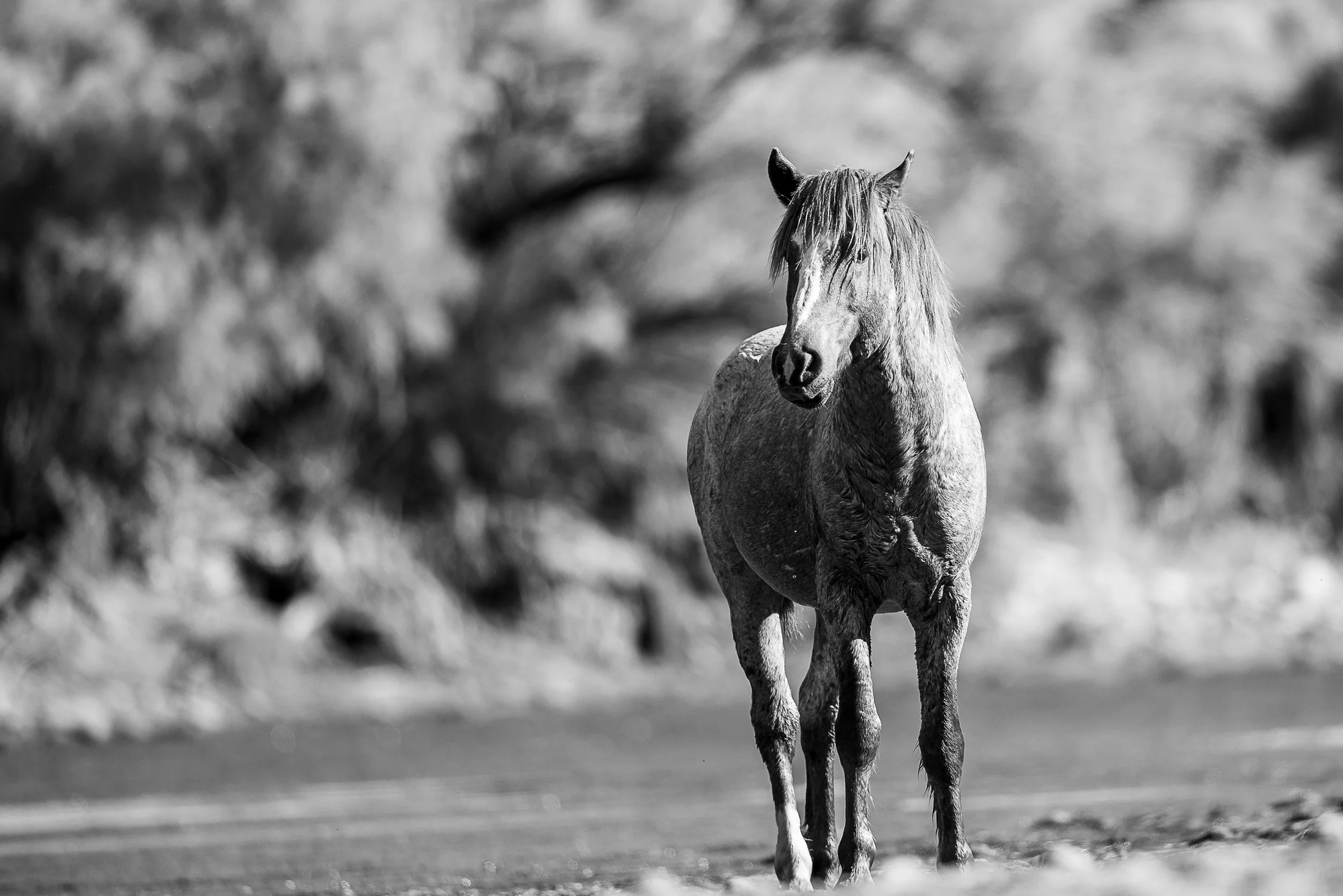 Unyielding Gaze - BW-8220.jpg