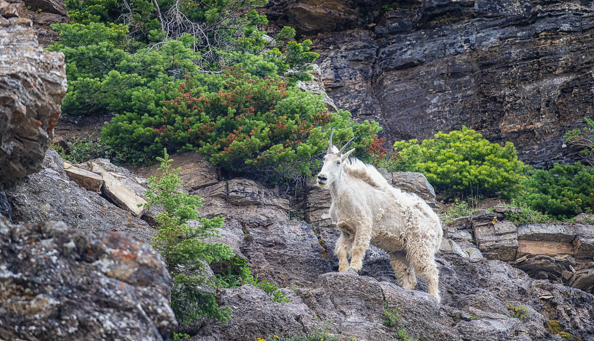 Among fractured stone and tenacious evergreens, a mountain goat pauses on a high-country ledge. Perfectly adapted to a vertical world, it moves through terrain that appears forbidding to us with the quiet confidence of an animal entirely at home amon