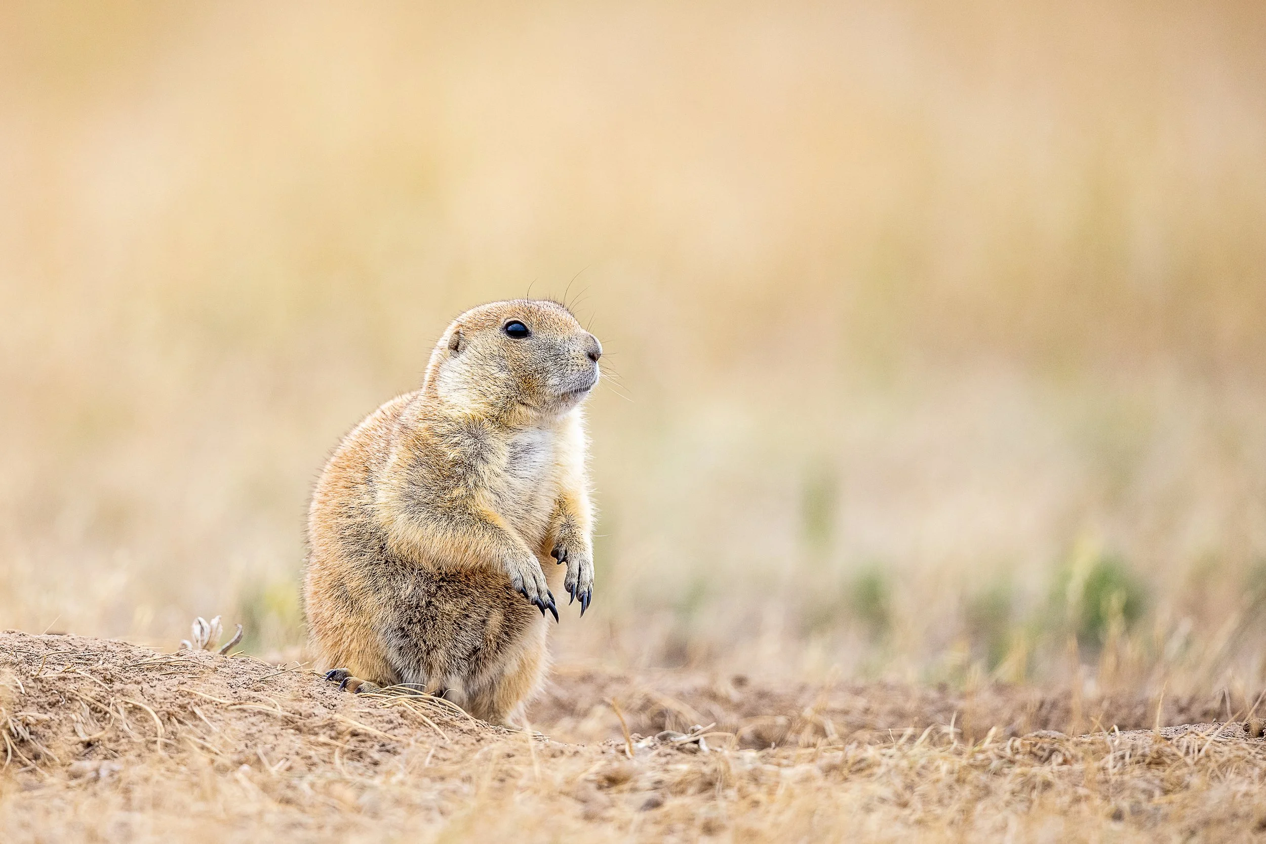 Prairie Dog 2-2305.jpg