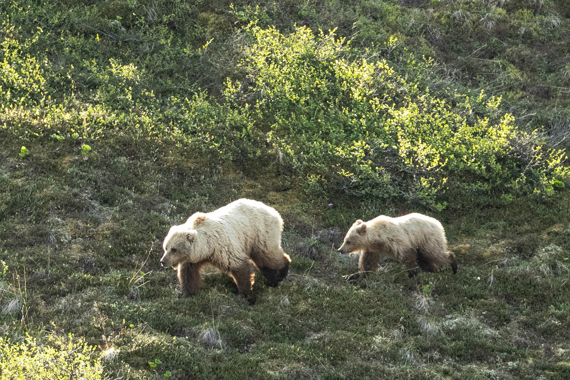 Mom and cub-5672.jpg