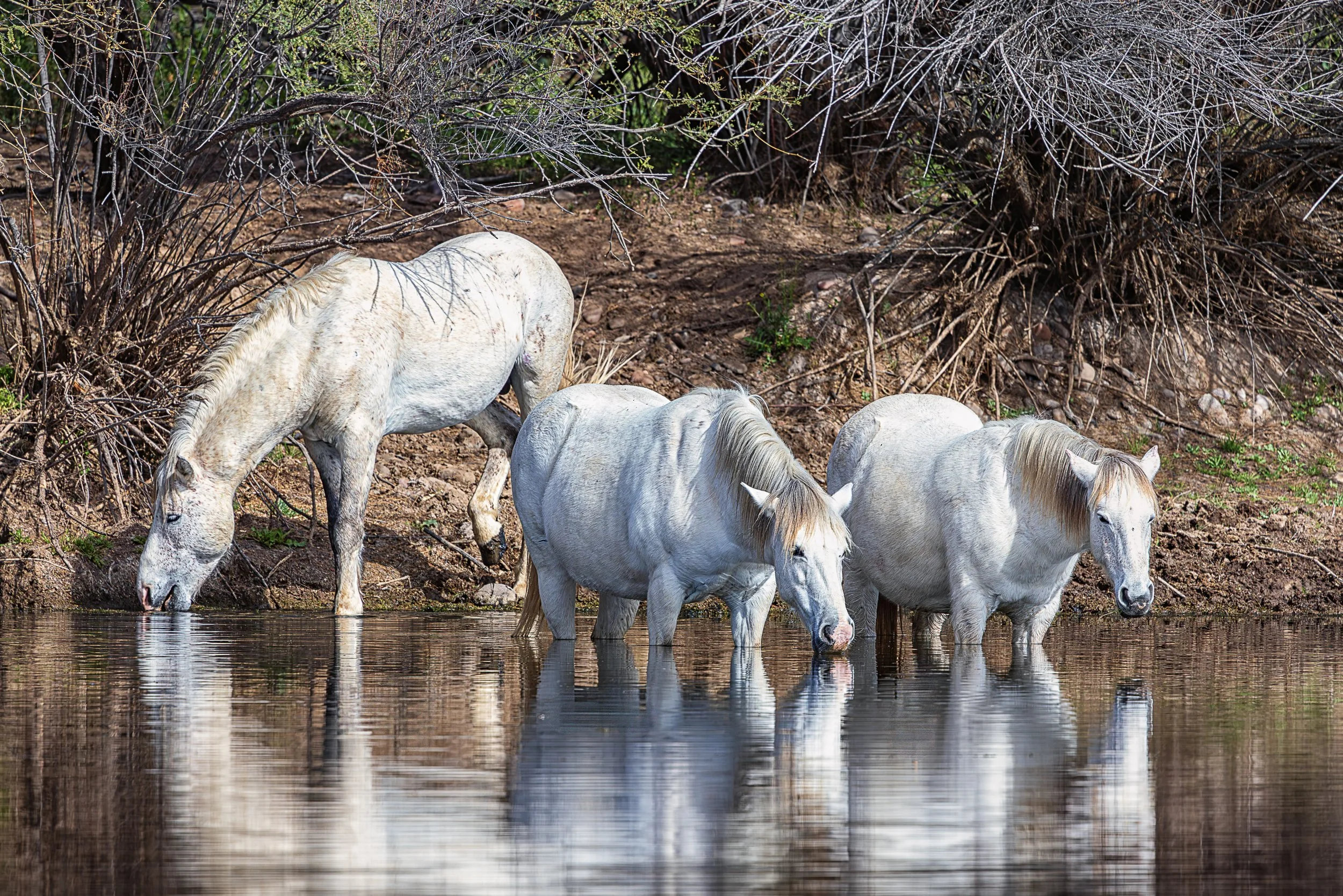 Three pale horses gather in the gentle waters of Arizona’s Salt River, pausing together to drink and rest beneath the shelter of the riverbank. Their reflections shimmer across the surface while branches cast delicate shadows over their coats. It is 