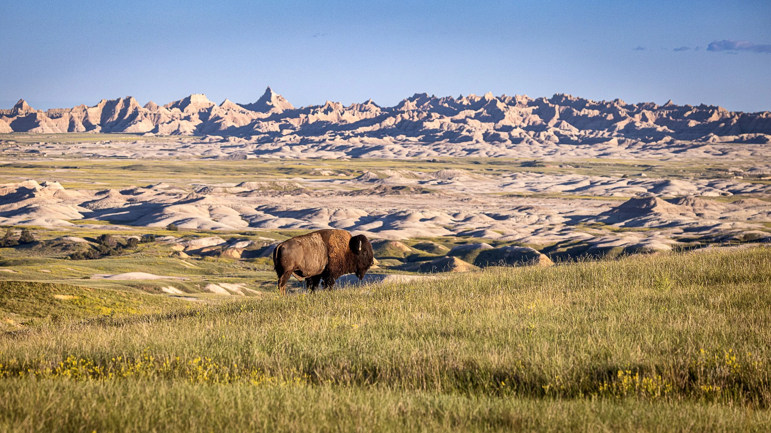 Standing above a landscape carved by time, a solitary bison surveys the sweeping expanse of South Dakota's Badlands. The contrast between the living prairie and the ancient stone formations tells a story of resilience, endurance, and the untamed beau