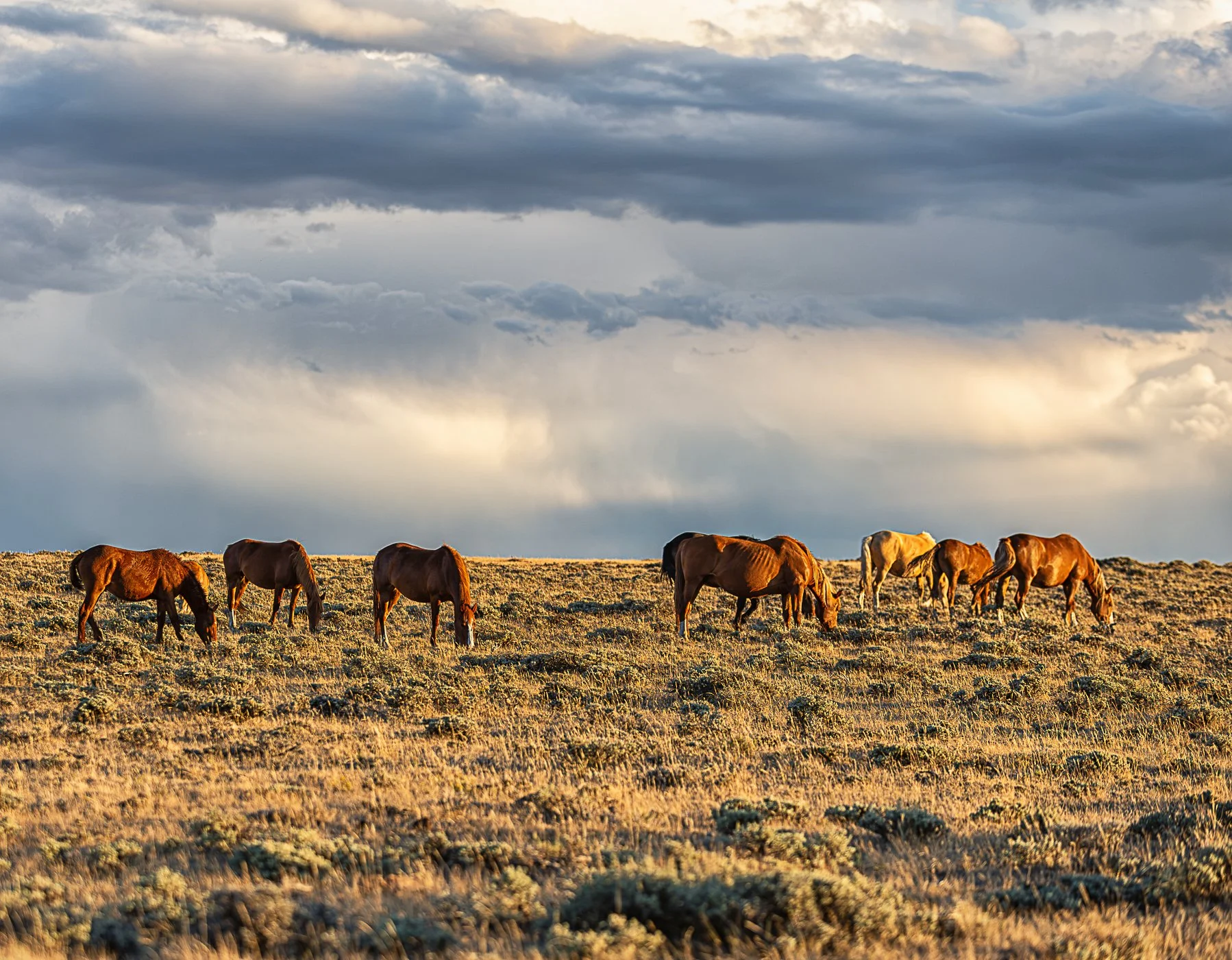 SWC Wild Horse 7-.jpg