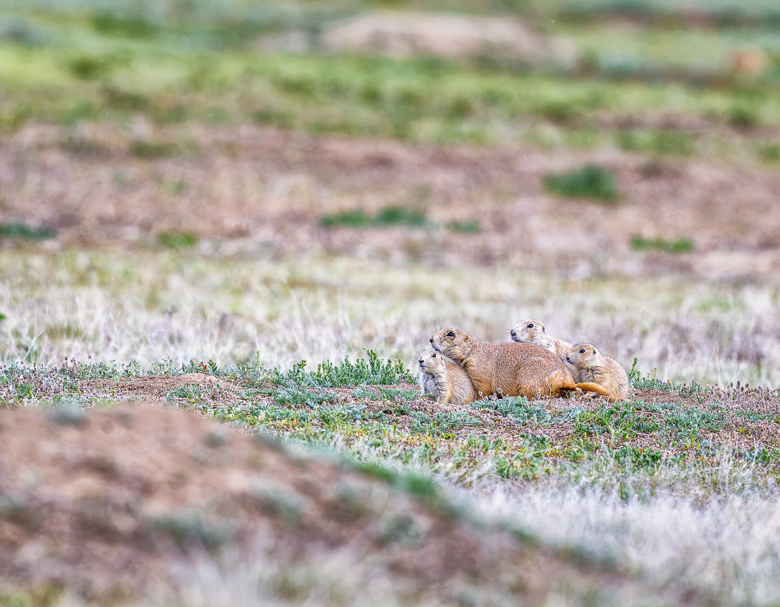 Gathered closely around their burrow, a family group of prairie dogs surveys the open grassland surrounding their home. Their quiet companionship offers a glimpse into the remarkably social world of a prairie dog colony, where family and community ar