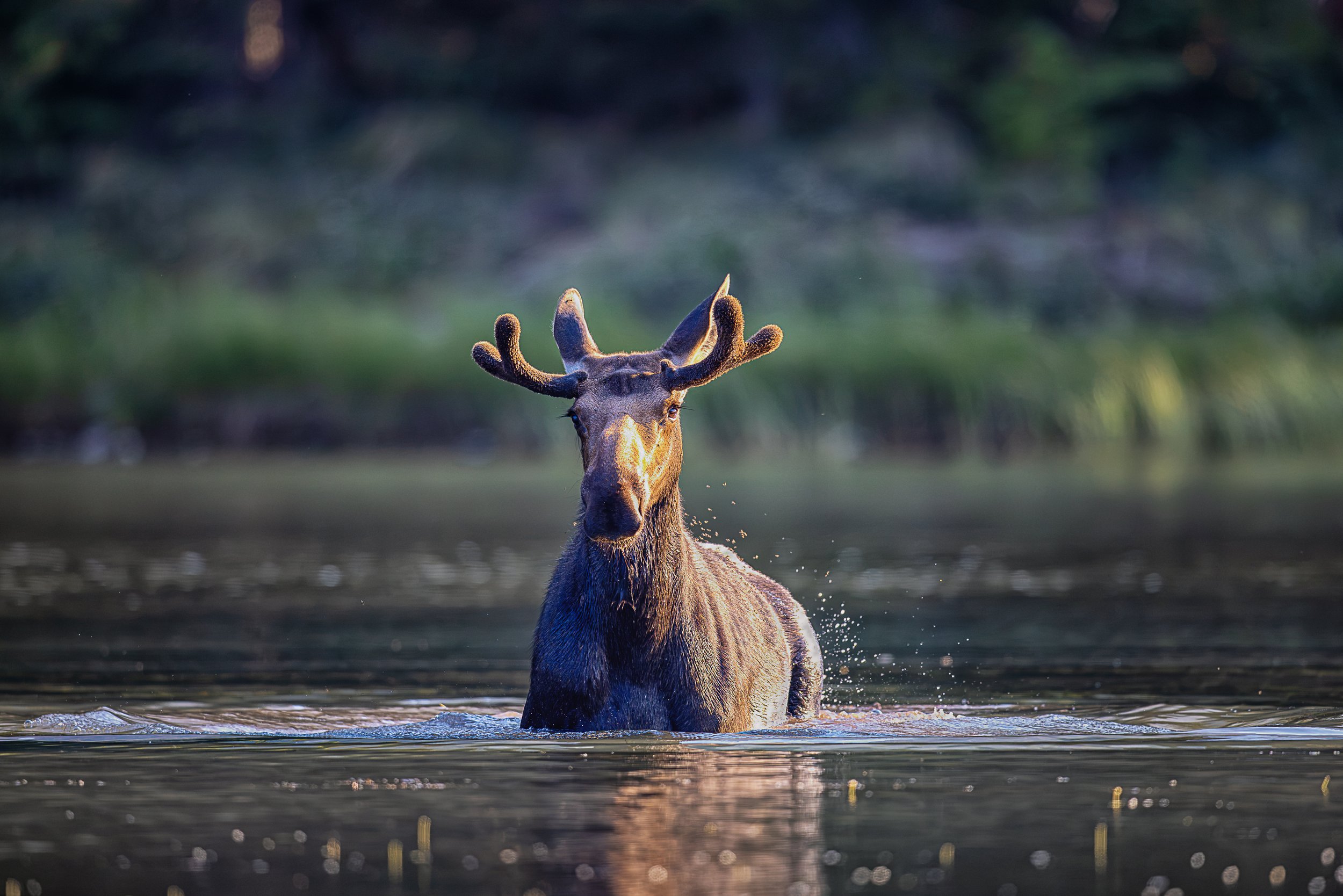 With velvet antlers still growing, a bull moose moves steadily through the quiet water. A shaft of warm light finds his face as he emerges from the cool shadows of the forest—a brief intersection of movement, light, and wildness.