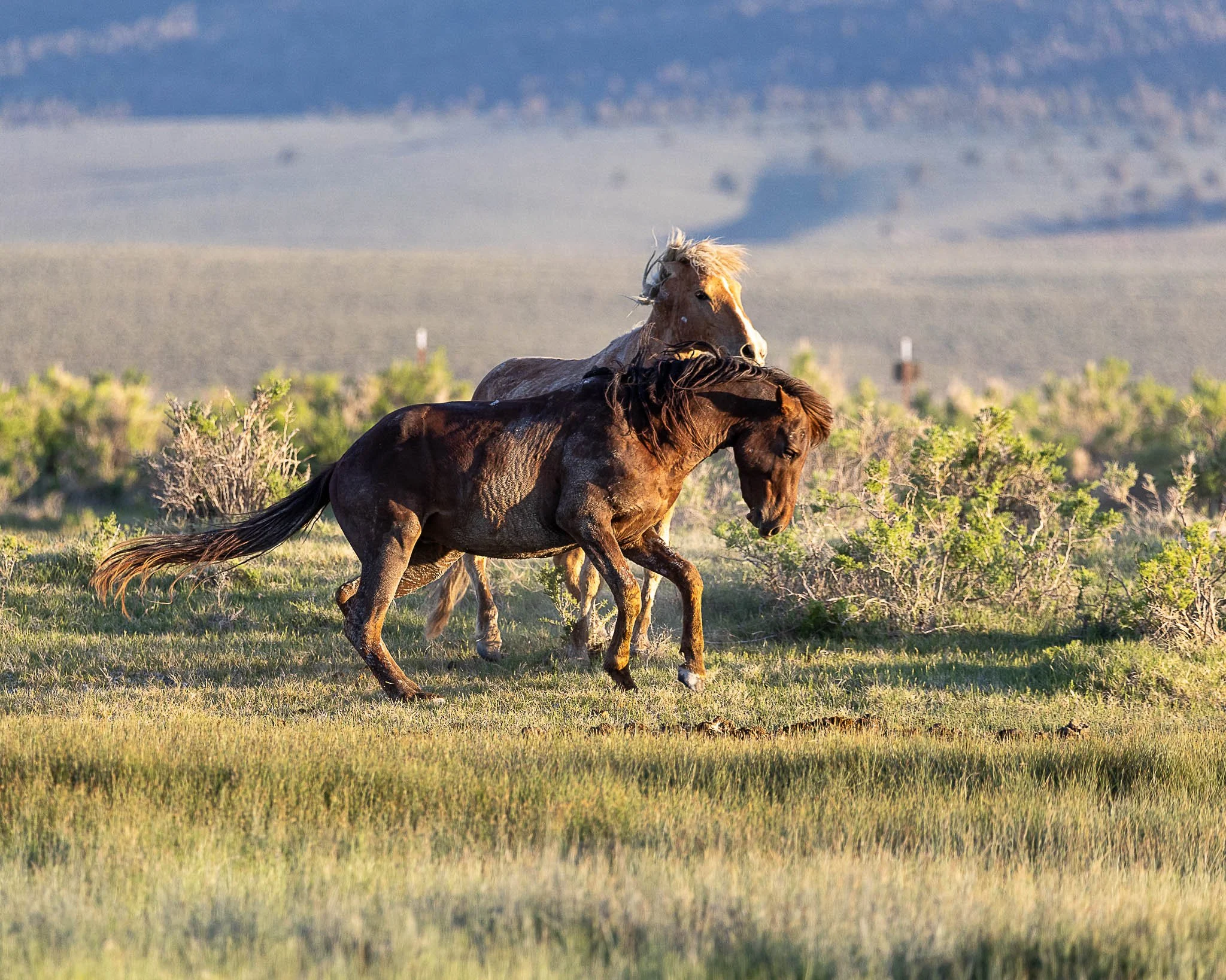 WH Playing-1344 (1).jpg