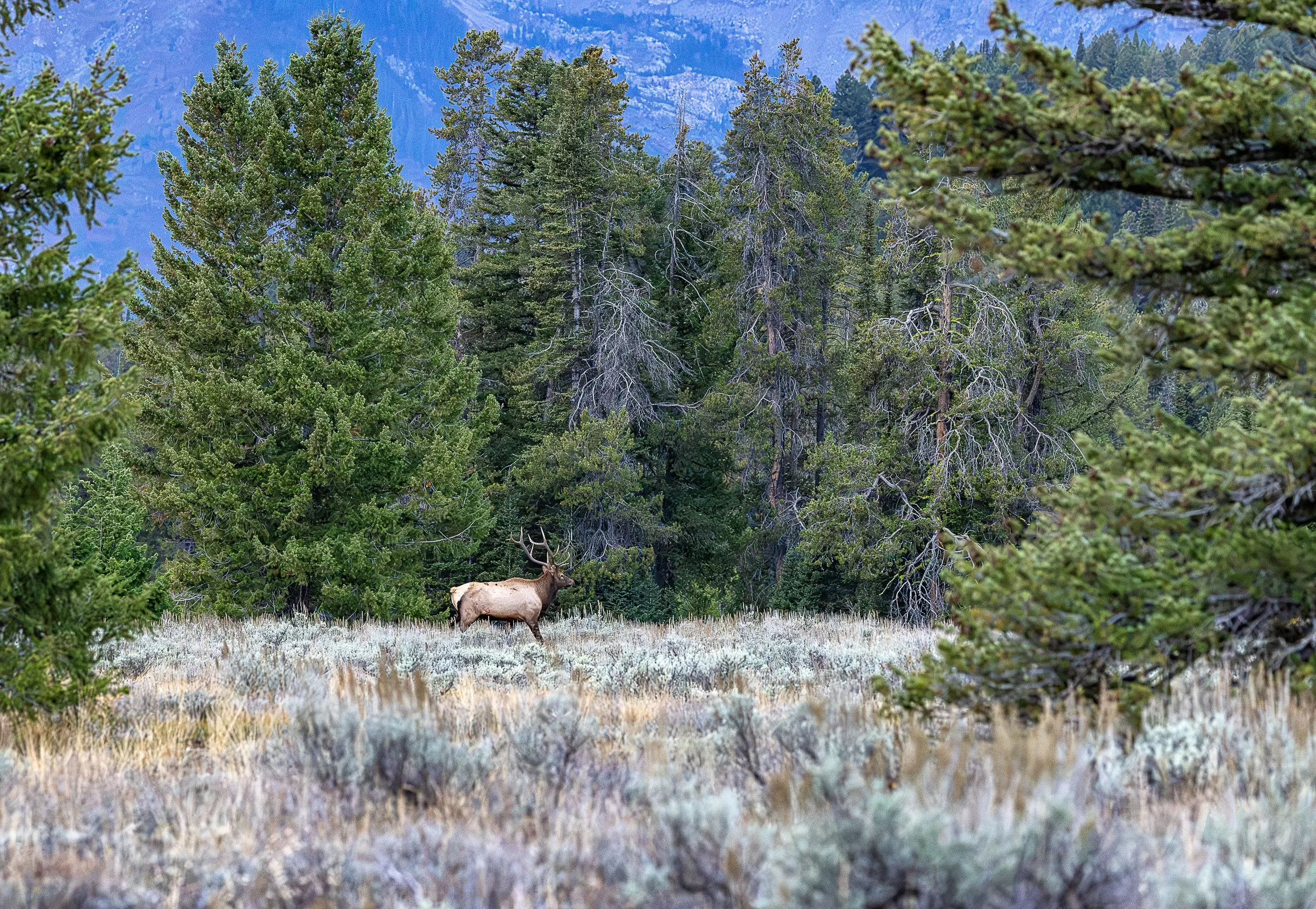At the edge of a towering evergreen forest, a magnificent bull elk makes its way through a quiet meadow of sagebrush and golden grasses. Surrounded by the rugged beauty of the Grand Tetons, the elk appears perfectly at home in this expansive wilderne