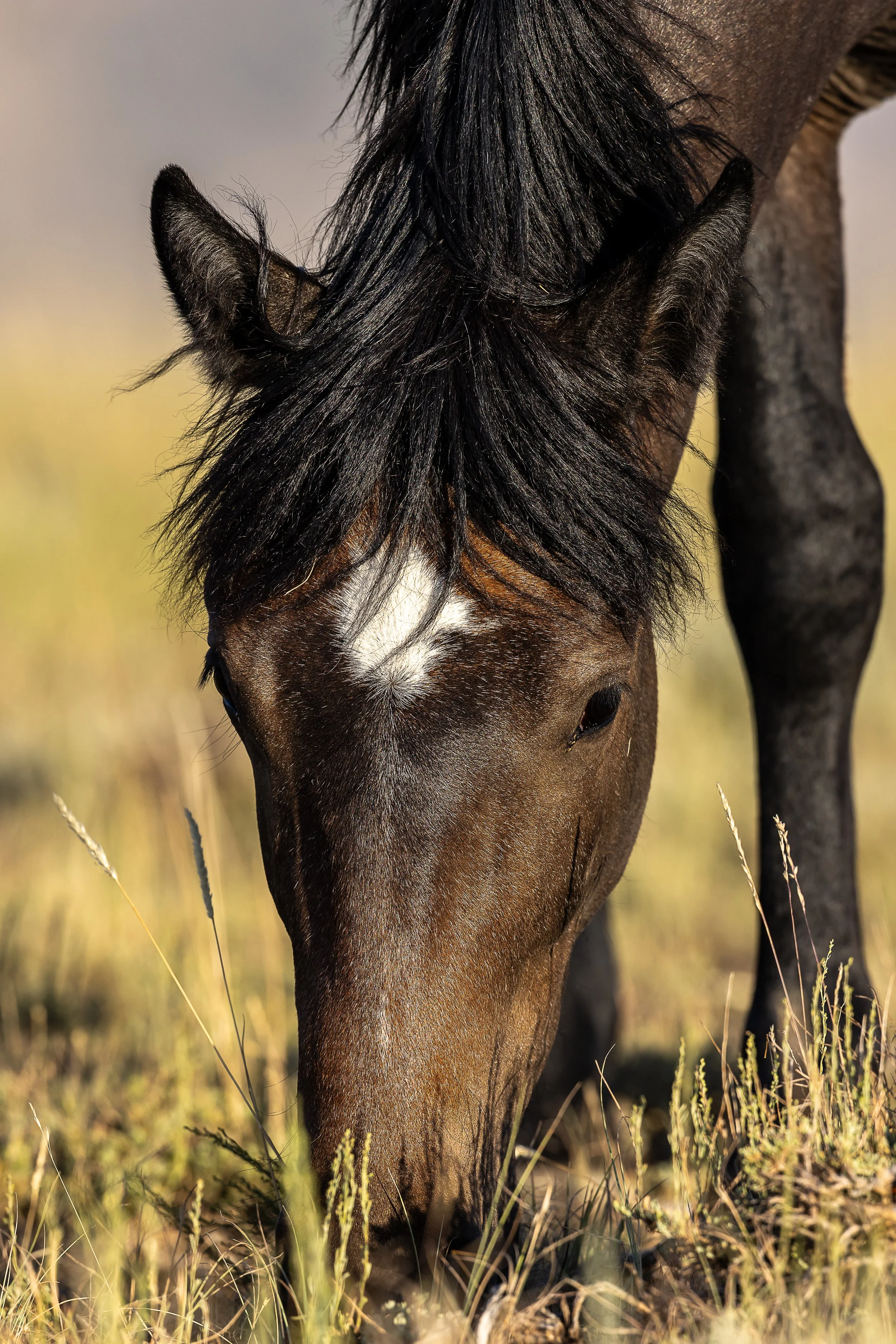 Portrait eating - ST-5482.jpg
