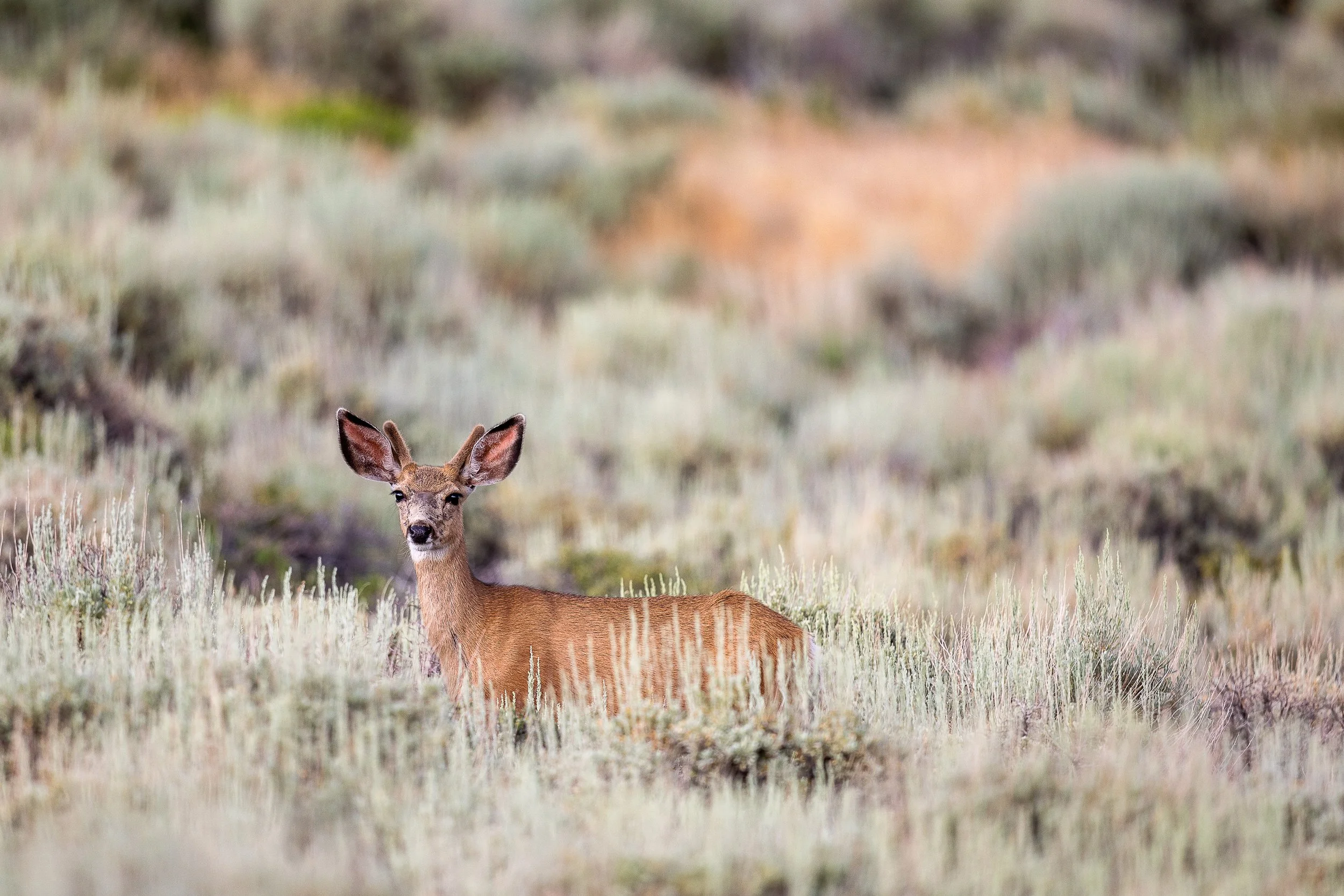 Doe in Sagebrush 2- ST-5096.jpg