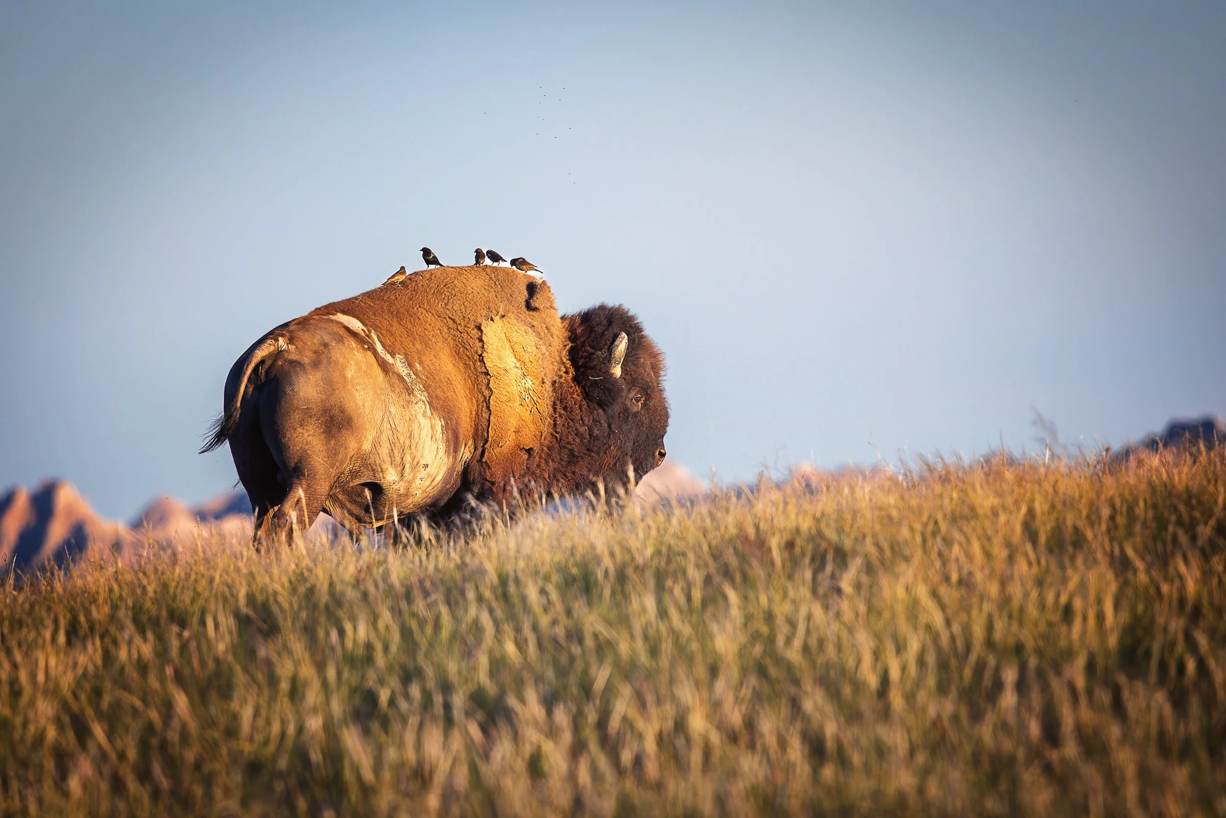 Across the windswept prairie, a bison carries its feathered companions beneath the fading light of day. Together they form a living symbol of the Great Plains—strength, resilience, and the quiet connections that bind every creature to the landscape i