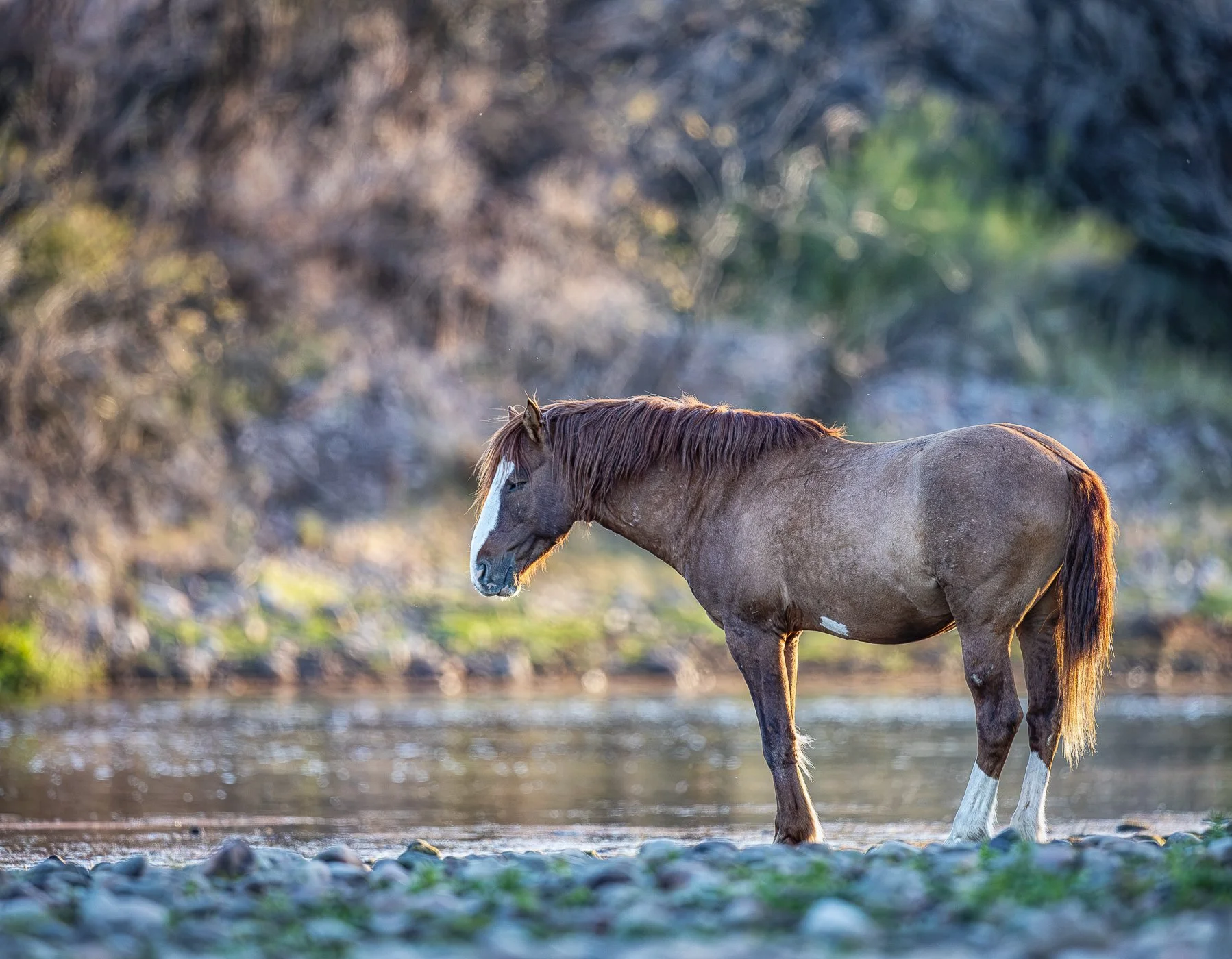 With a steady gaze and a coat colored by earth and sky, this blue roan mustang embodies the enduring spirit of the prairie. Unhurried and unbound, it moves through the grasslands as generations before it have done, a living symbol of freedom and resi