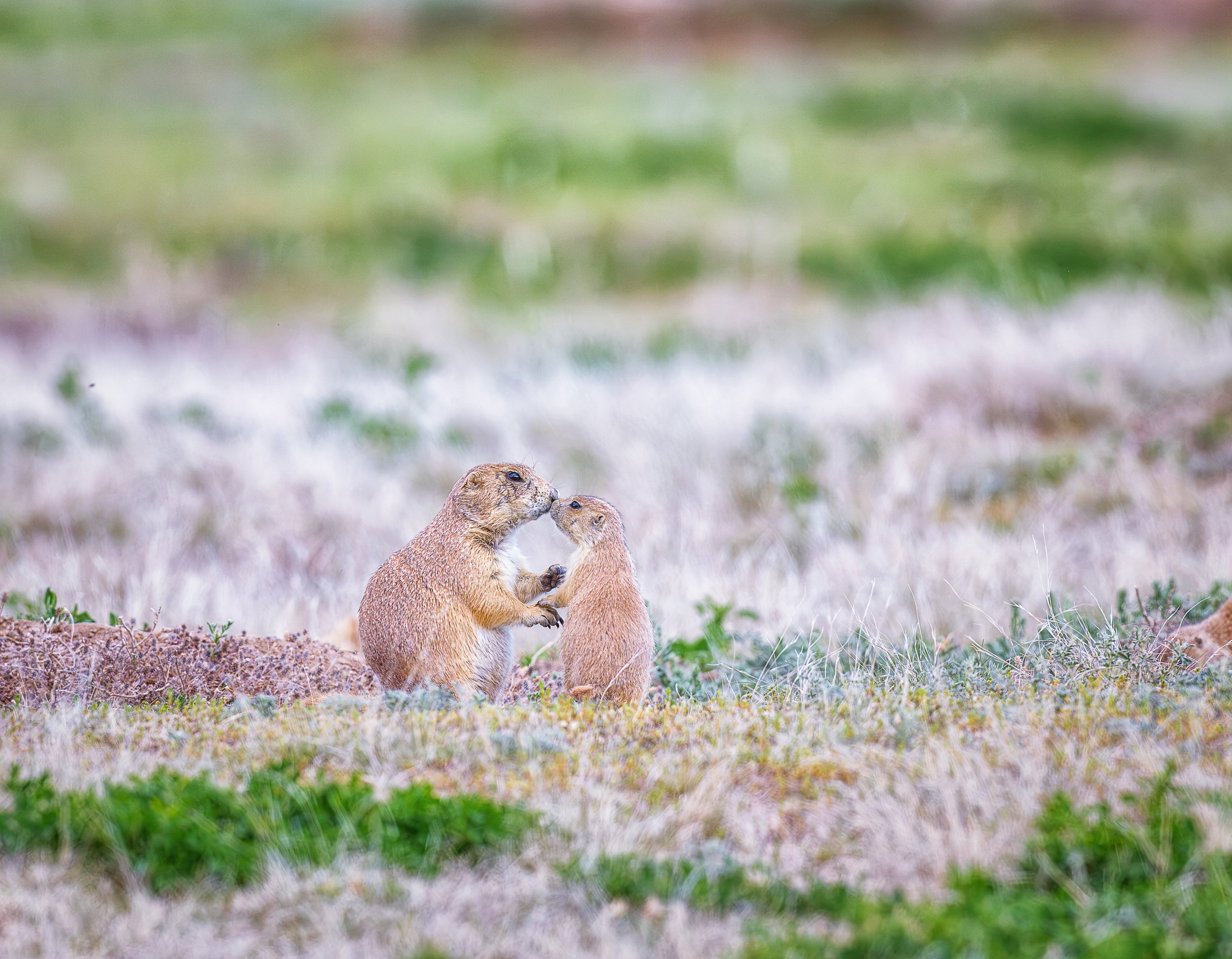 Face-to-face on the open prairie, two prairie dogs greet one another with touching paws and noses in a wonderfully intimate moment. Prairie dogs maintain complex social relationships, and their close interactions help reinforce the bonds within their