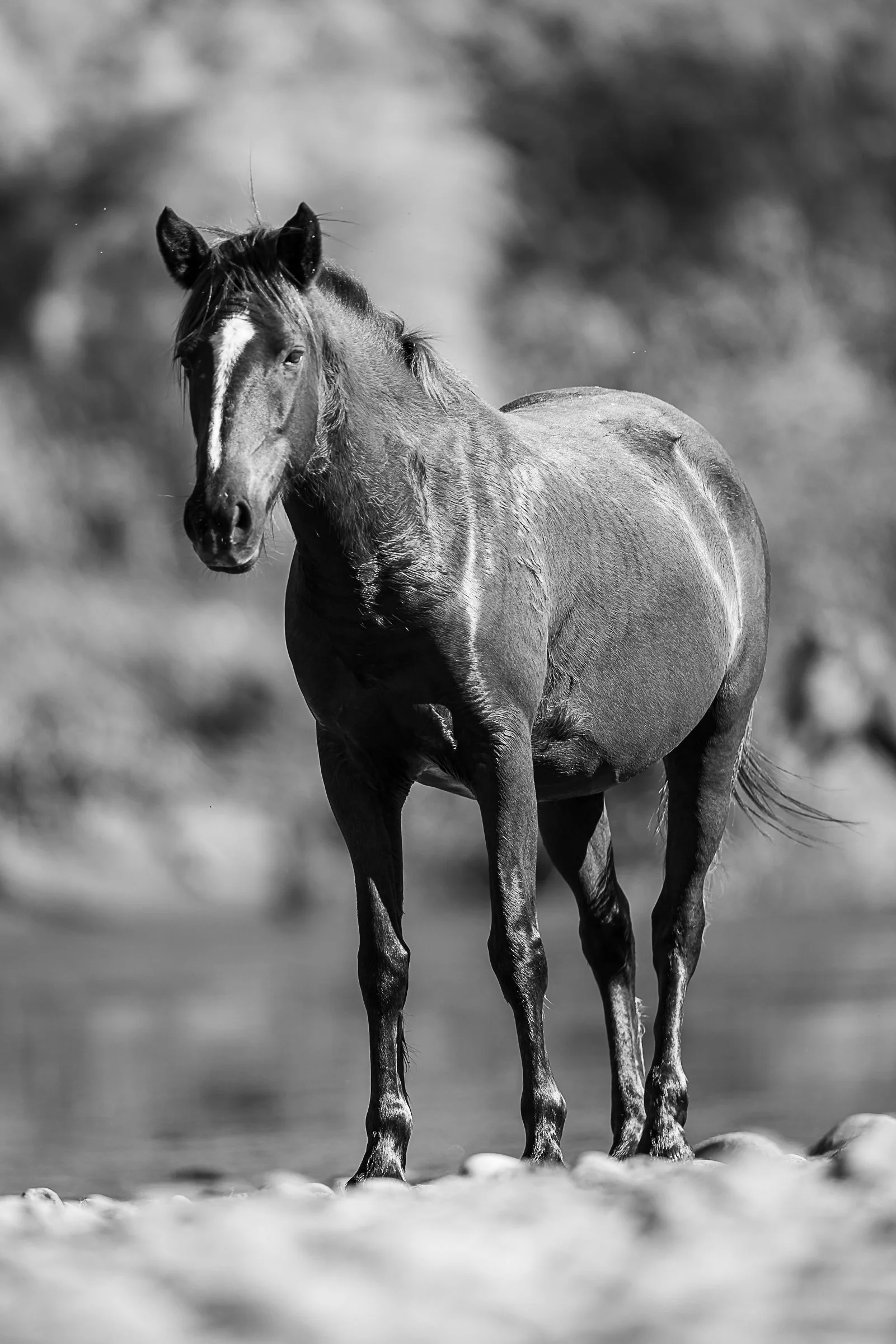 Quiet Resolve - BW-8240.jpg