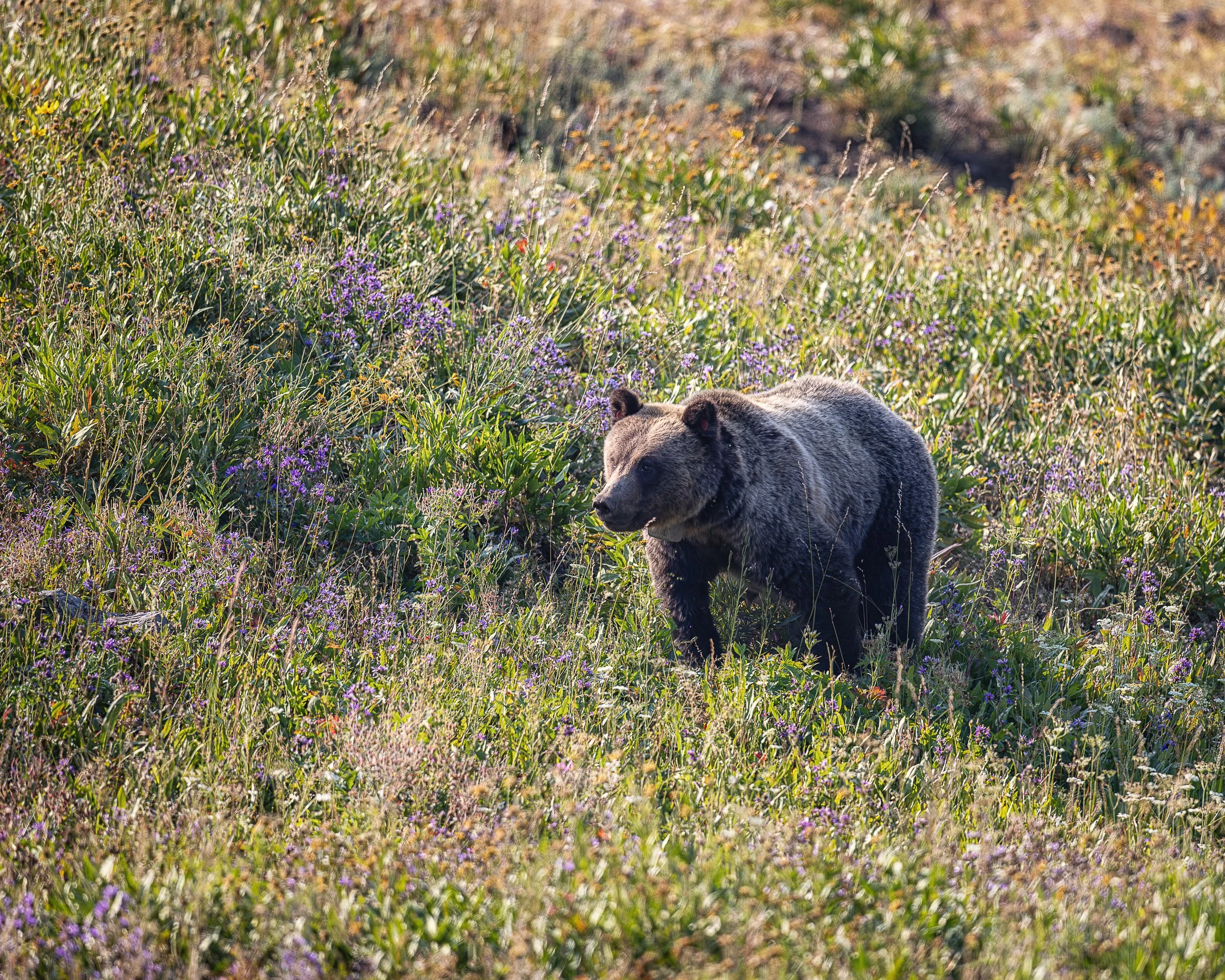 Moving through a mountain meadow scattered with summer wildflowers, a grizzly bear seems completely at home in the richness of its surroundings. Warm light catches the bear’s distinctive silver-tipped coat as it passes through grasses and blooms, rev