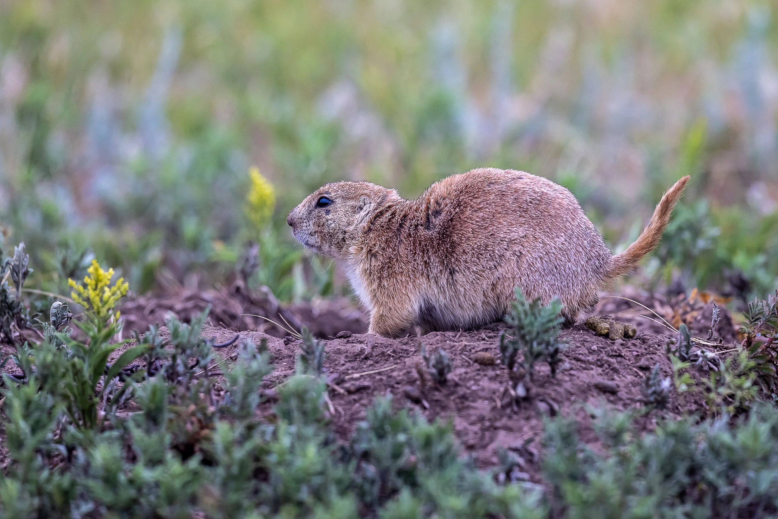 Prairie Dog-2220.jpg