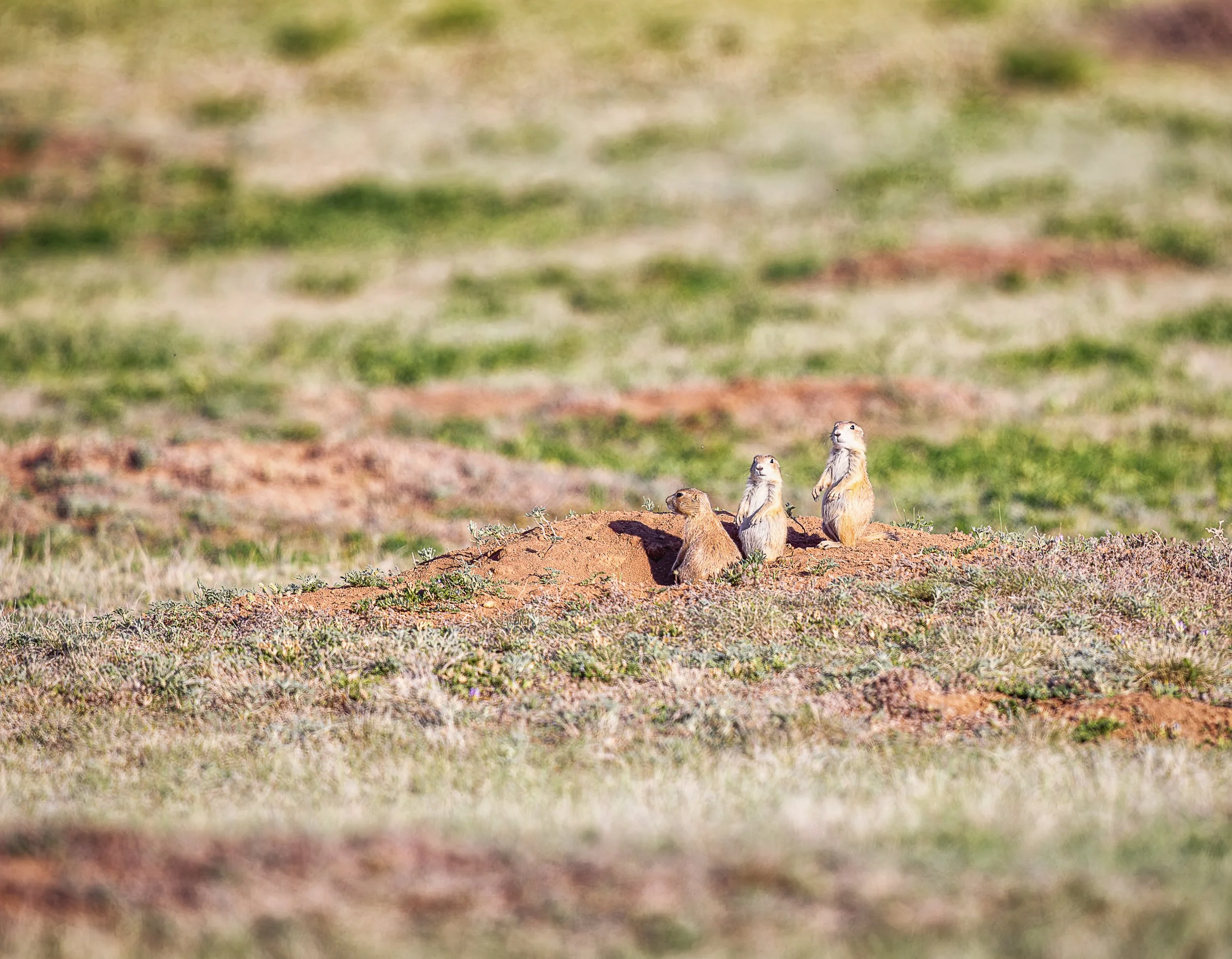 Three prairie dogs emerge from their burrow and survey the open grassland around them. Small against the sweep of the prairie, their watchful postures reveal the vigilance and social connection that help a colony thrive in an exposed landscape. It is