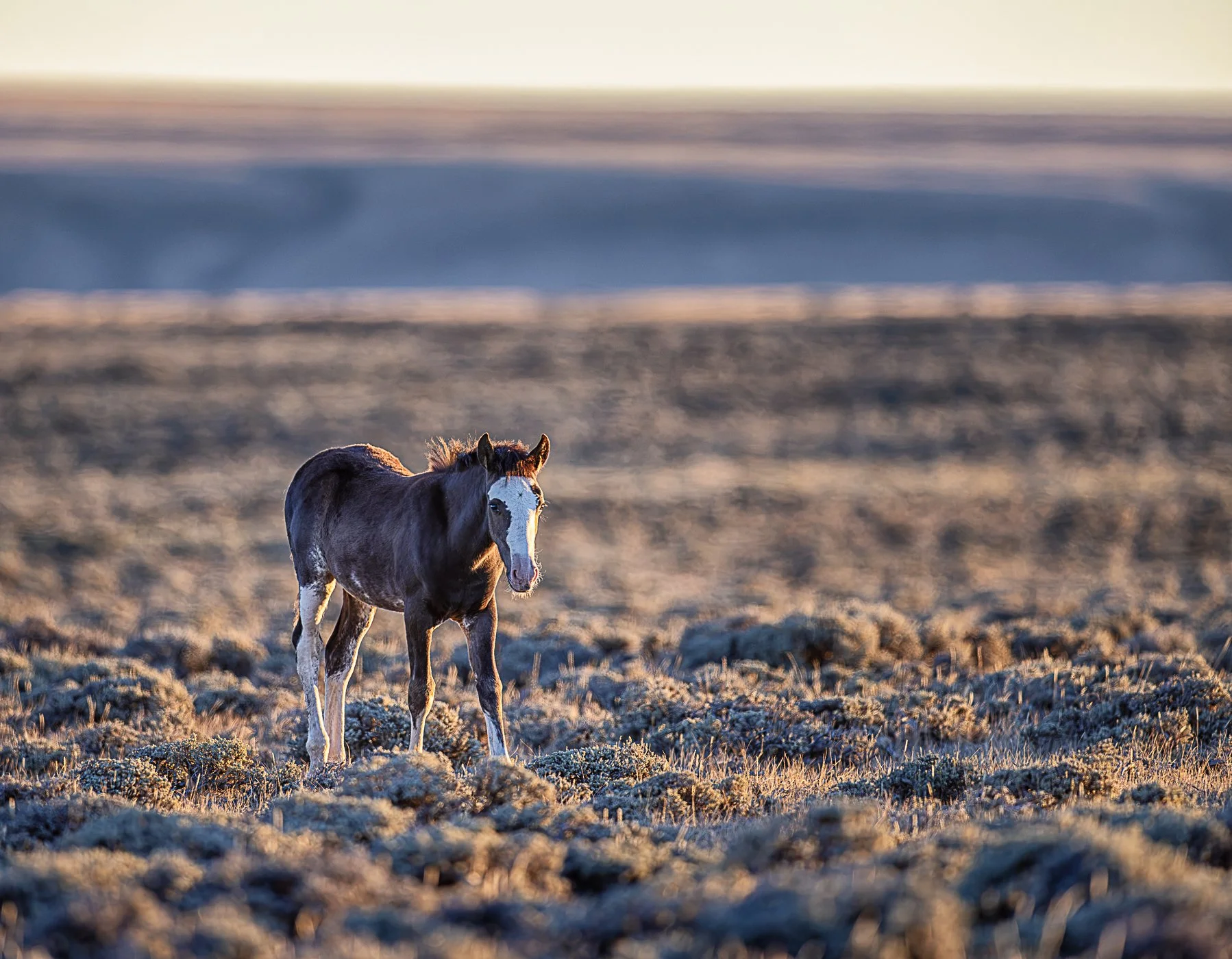 SWC Wild Horse 8-.jpg