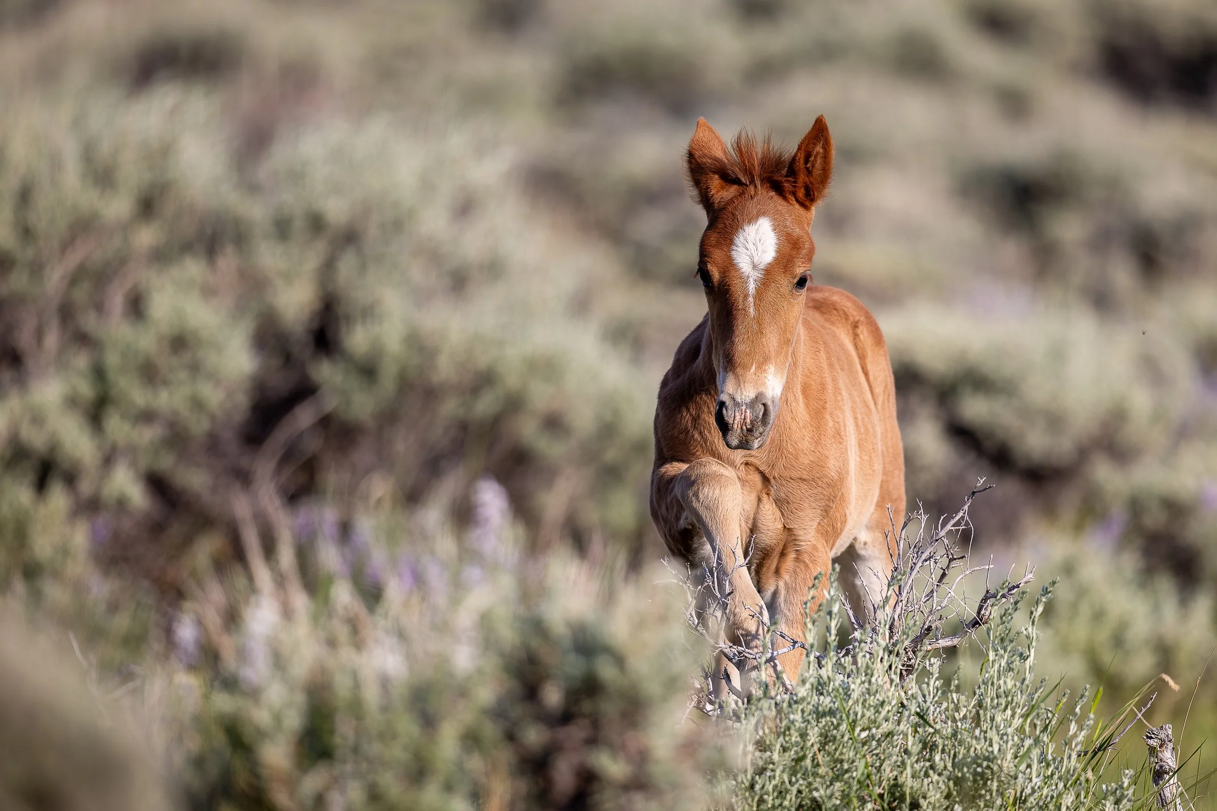 Foal in Sagebrush stock-4011 (1).jpg