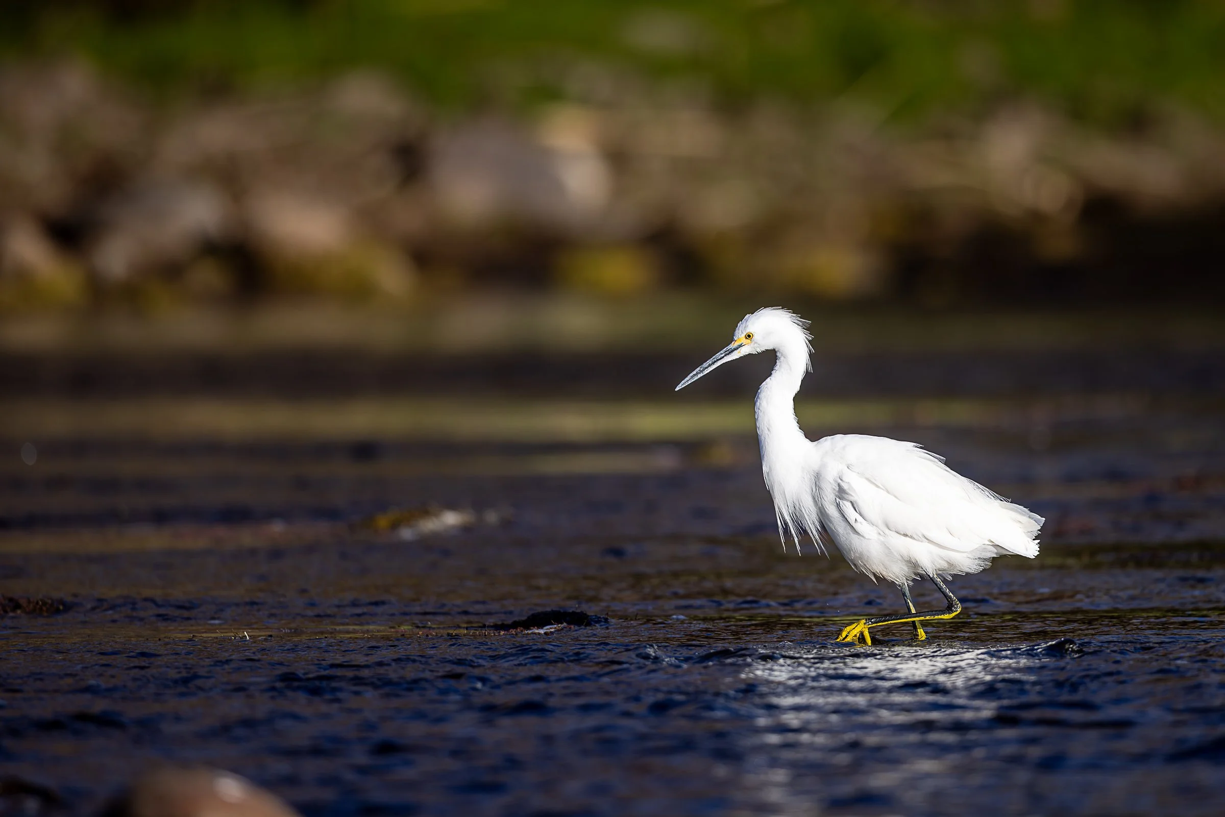 Egret - Grace in Motion-8949.jpg