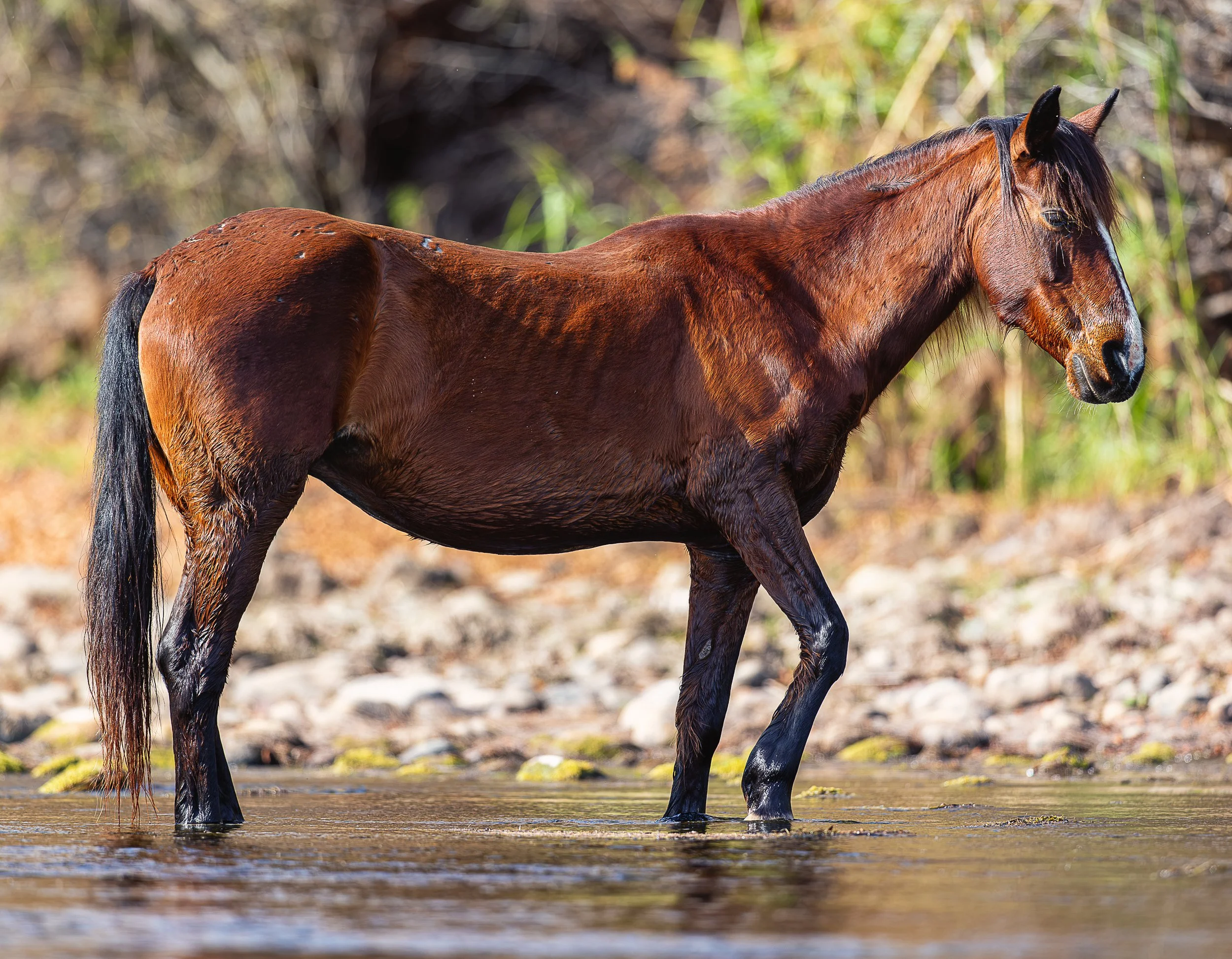 Warm sunlight falls across a lone horse standing quietly in the shallows of Arizona’s Salt River. Still wet from the water, its chestnut coat catches the light while the surrounding riverbank fades softly into the background. The moment reflects the 