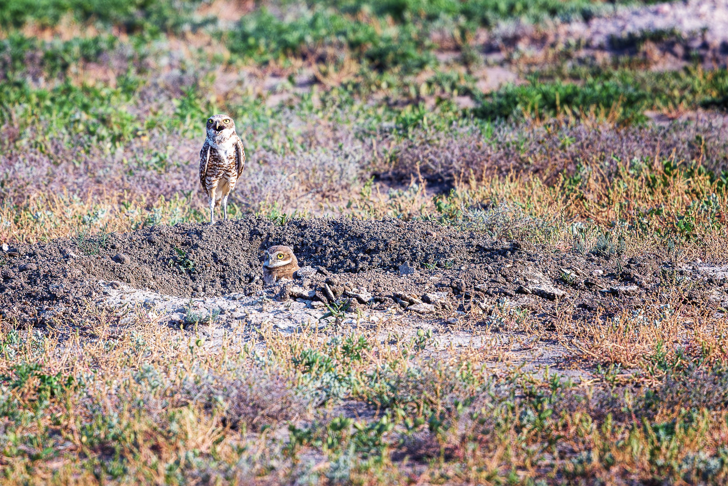 One owl stands watch while its companion remains at the entrance of their underground home, a quiet display of teamwork that has allowed burrowing owls to thrive on North America's prairies for generations. This intimate moment celebrates both the re