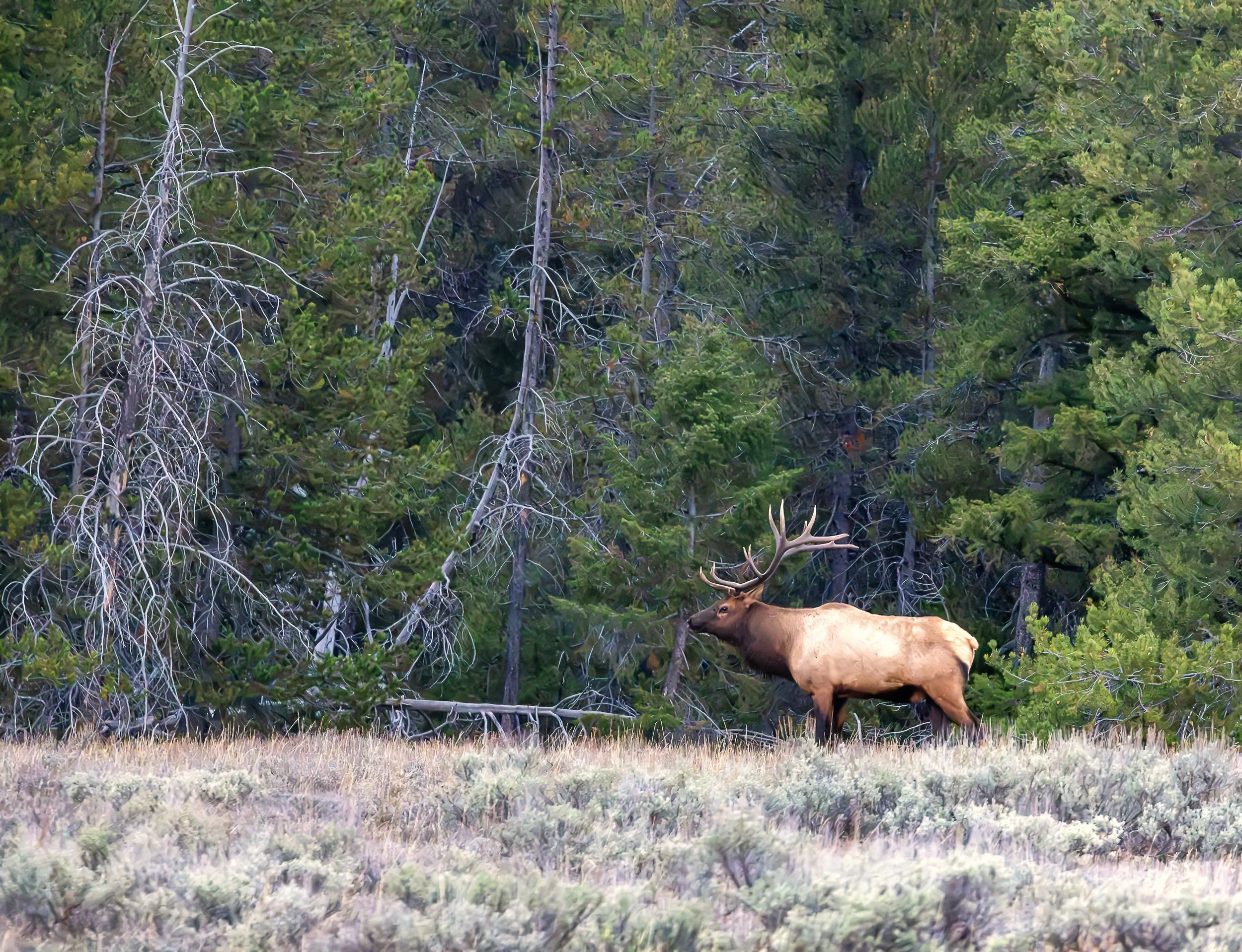 At the boundary between open meadow and dense evergreen forest, a majestic bull elk stands beneath the towering pines. Sunlight catches its golden coat and magnificent antlers, highlighting the powerful presence of one of North America's most iconic 