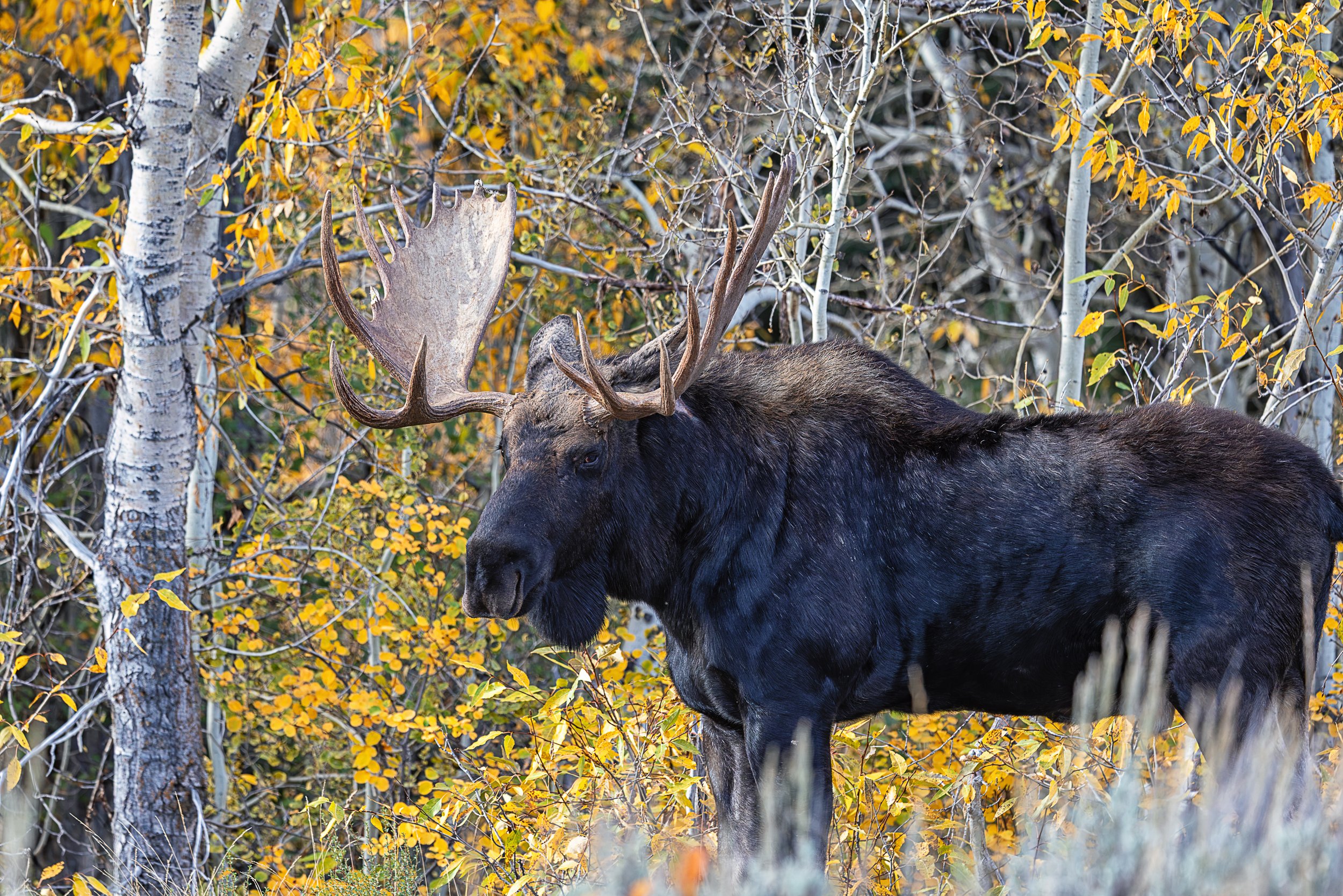 Amid the golden leaves and white-barked aspens of an autumn woodland, a magnificent bull moose stands in quiet splendor. Its massive antlers and powerful dark silhouette contrast beautifully with the brilliant colors of the changing season. This inti