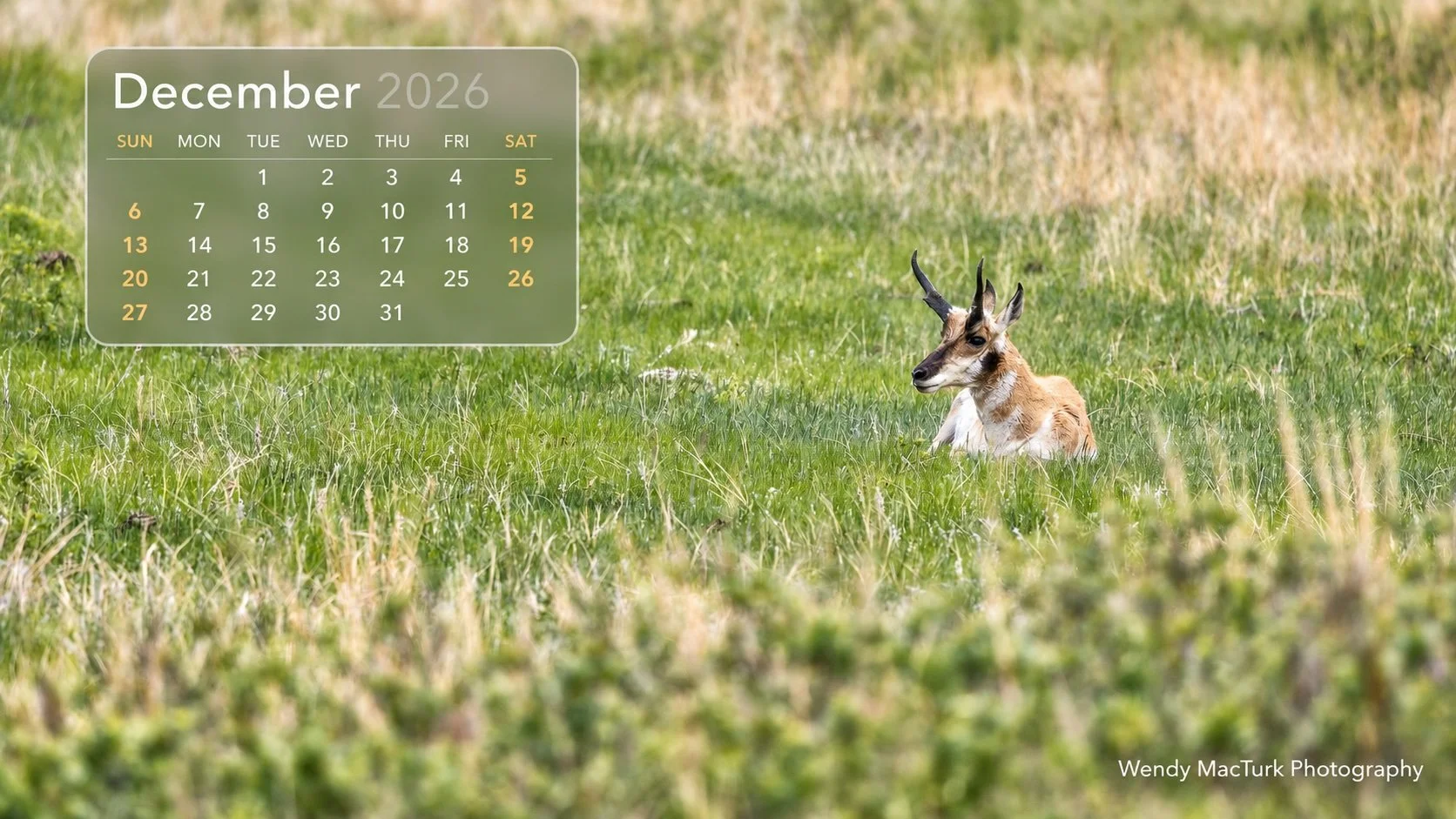 Pronghorn December 2026.jpg