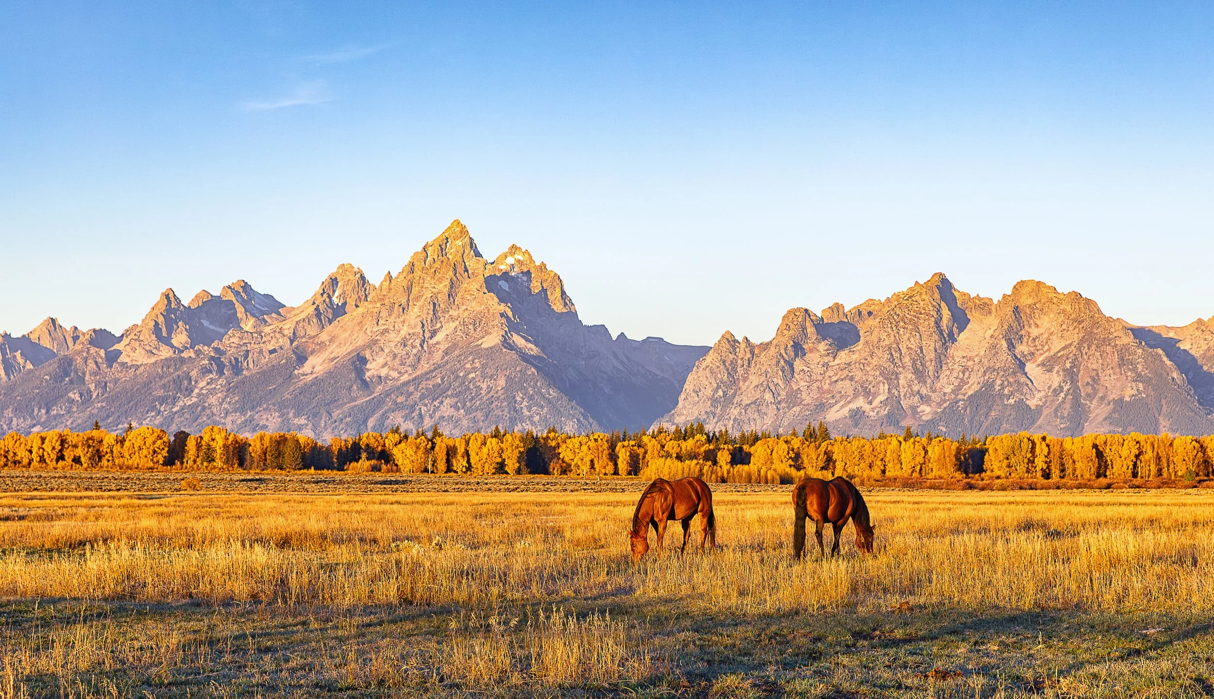 Beneath the towering peaks of the Teton Range, two domestic horses graze peacefully in a meadow glowing with the rich colors of autumn. Golden grasses stretch toward a brilliant band of fall foliage, while the rugged mountains rise dramatically again