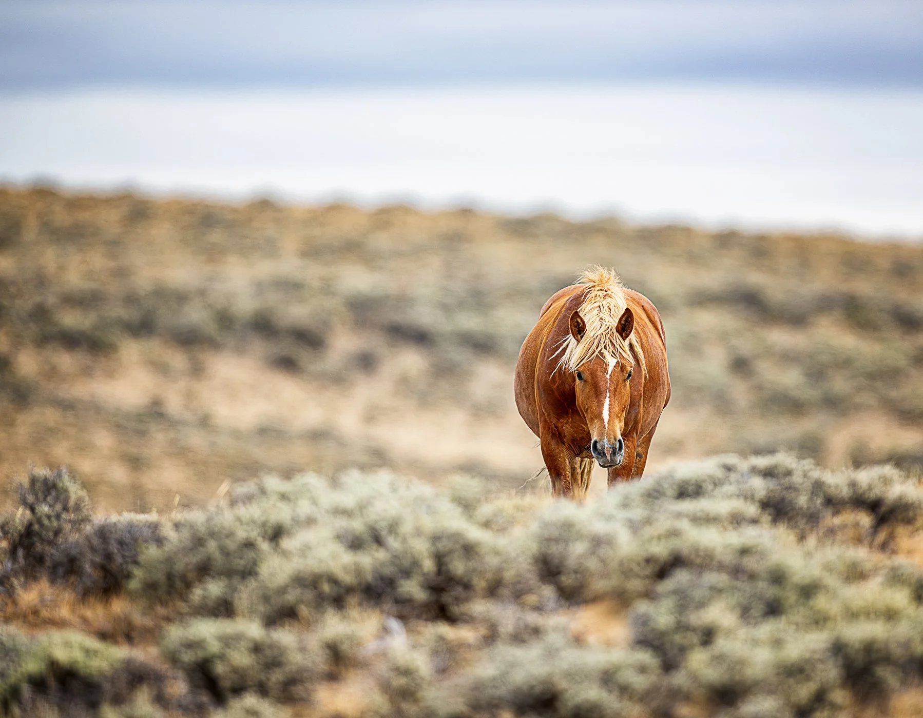 SWC Wild Horse 5-.jpg
