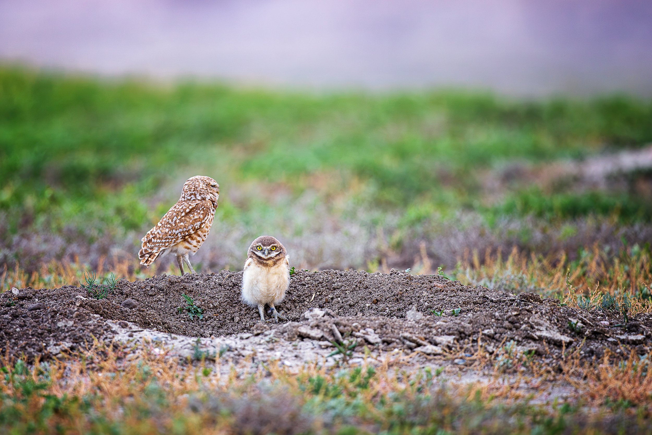 Life on the prairie begins at the mouth of a burrow. As the adult keeps a watchful eye over the landscape, a curious owlet takes its first steps into the world—a quiet reminder that every generation depends on the protection of the fragile grasslands