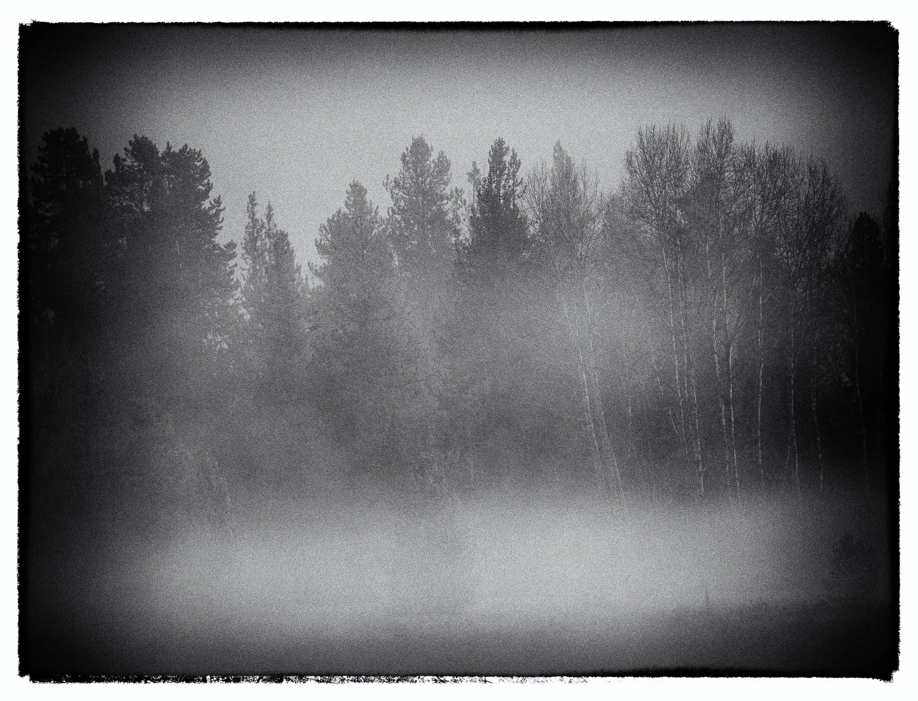Vintage B&W forest-.jpg