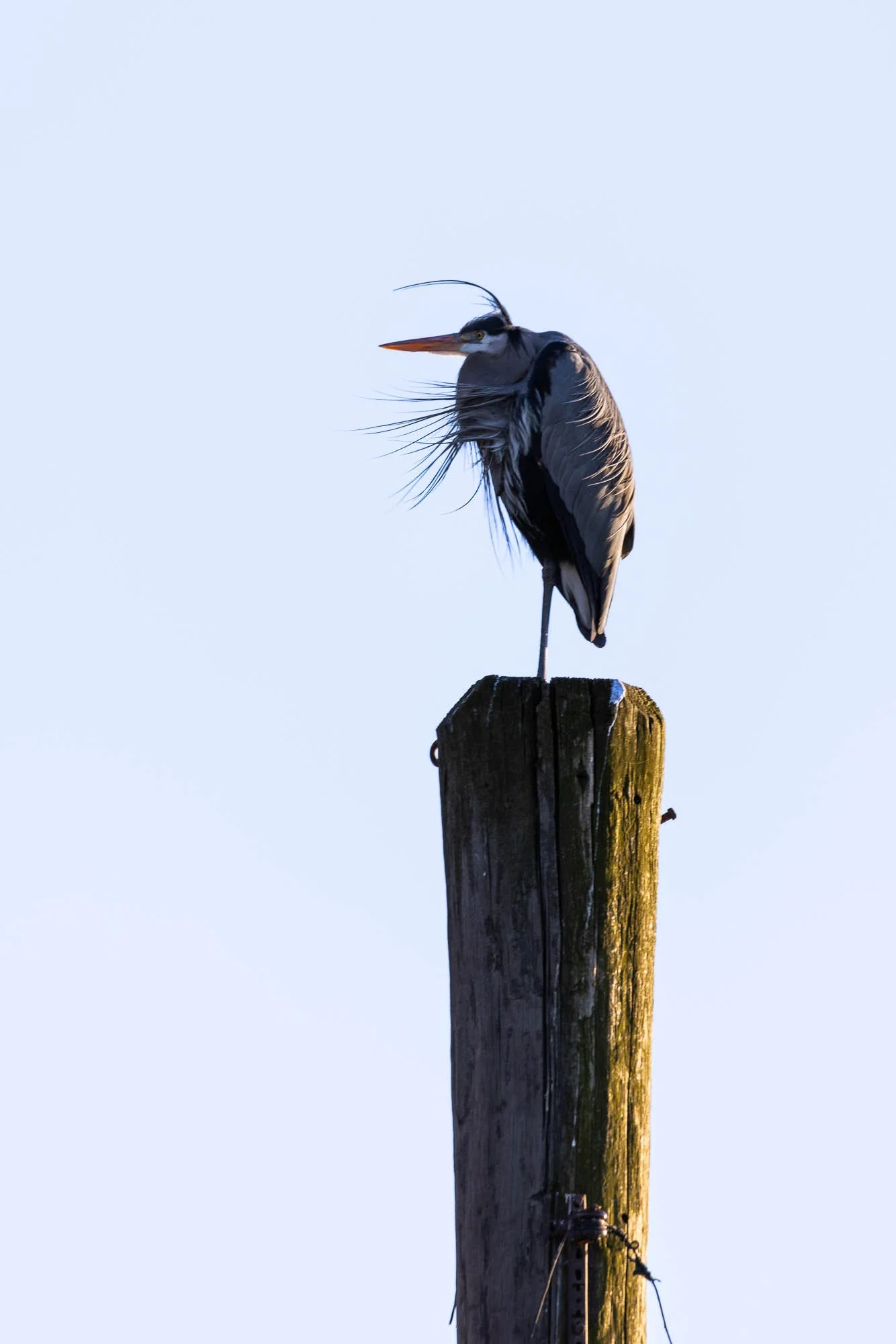 Blue Heron side light-1857.jpg