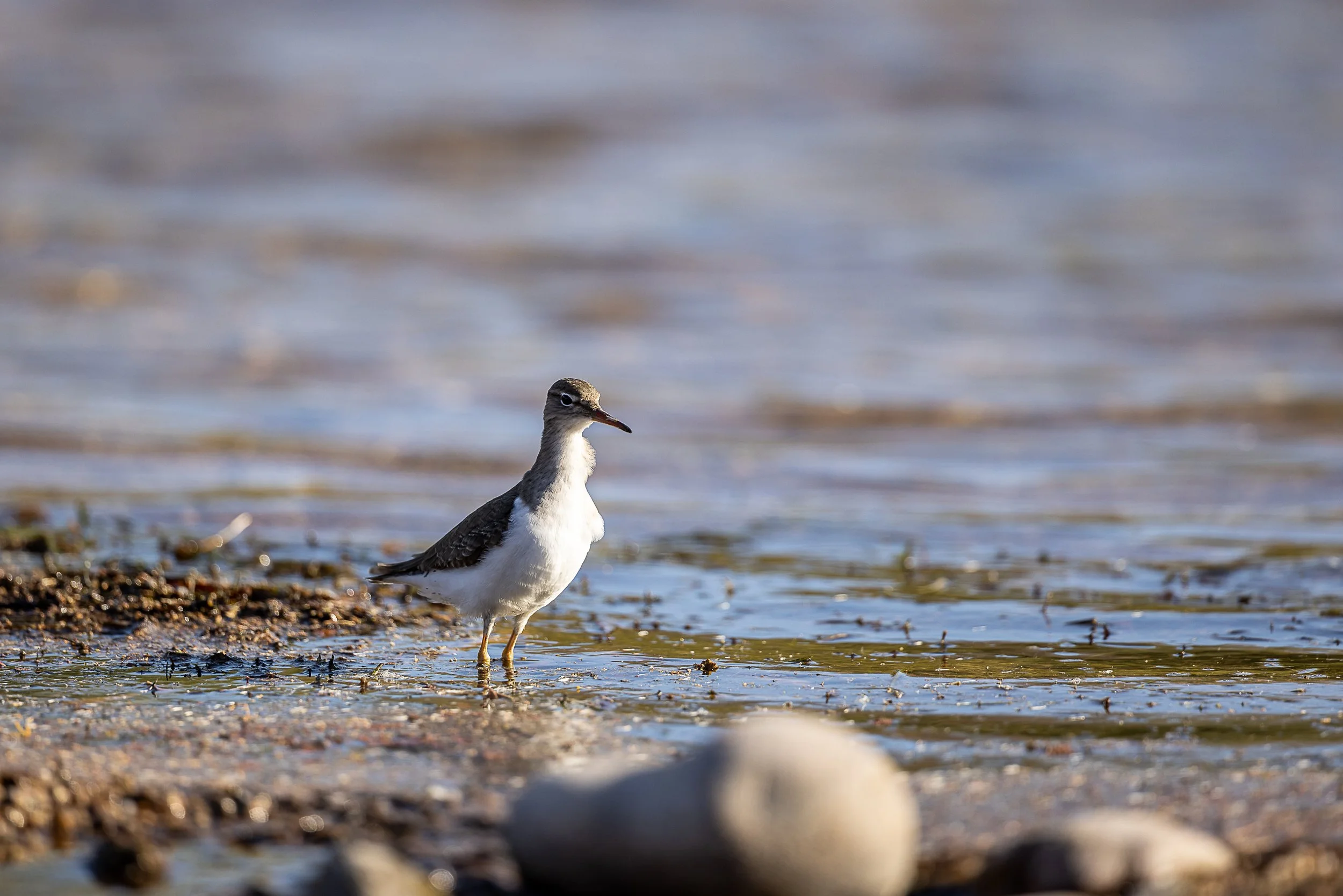 At the Waterline-8578.jpg