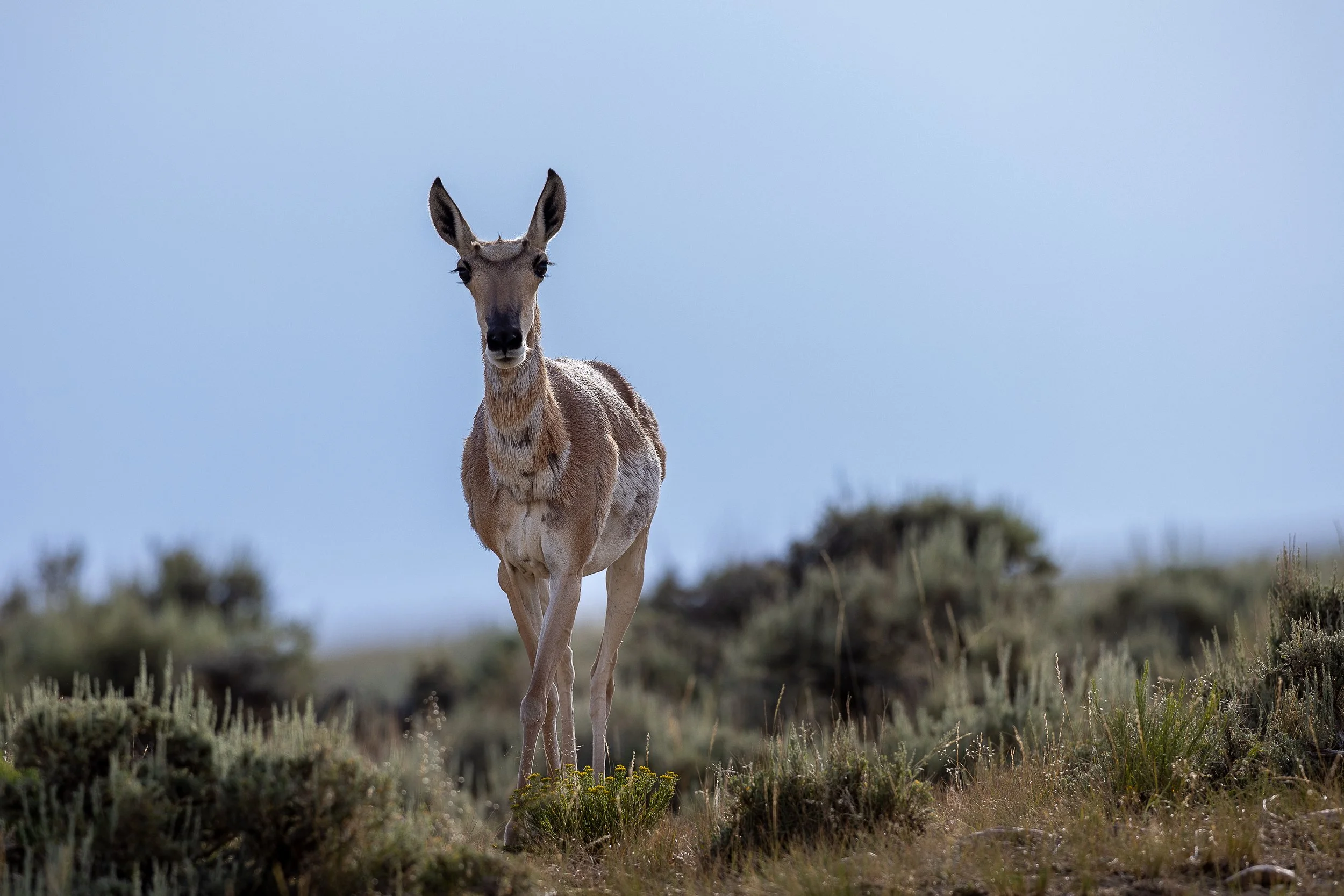 Pronghorn 2 - ST-5194.jpg