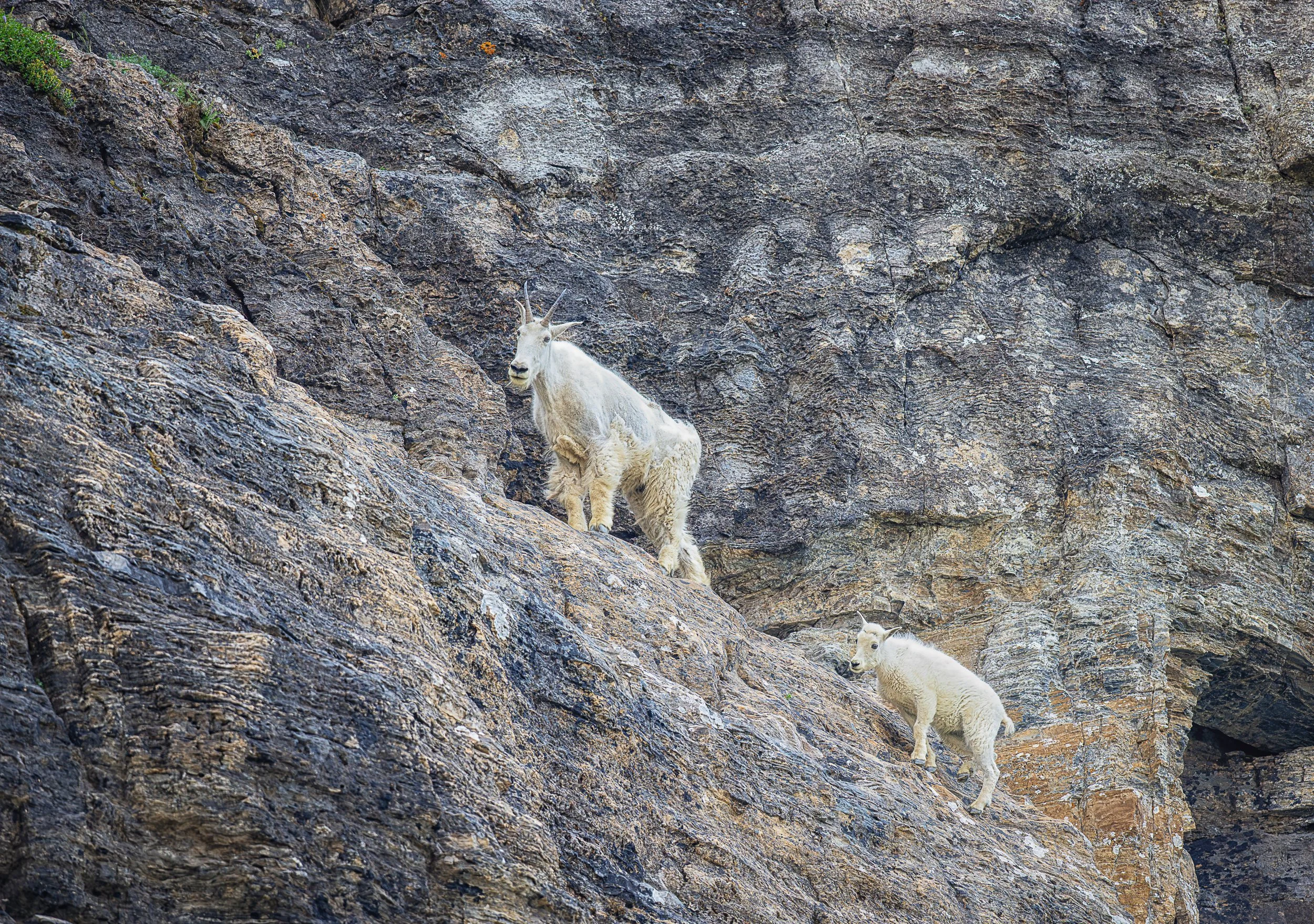 High above easier ground, two mountain goats move confidently across a world of stone. What appears precarious to us is home to them—a vertical wilderness where remarkable strength, balance, and adaptation make life on the edge possible.