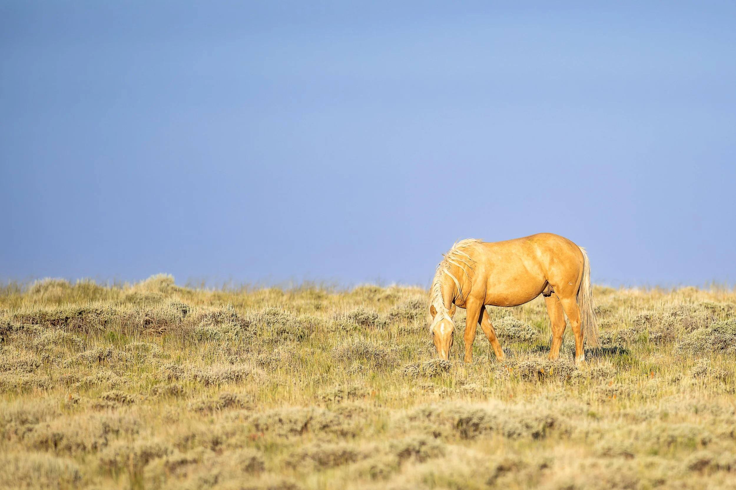 SWC golden horse-3667.jpg