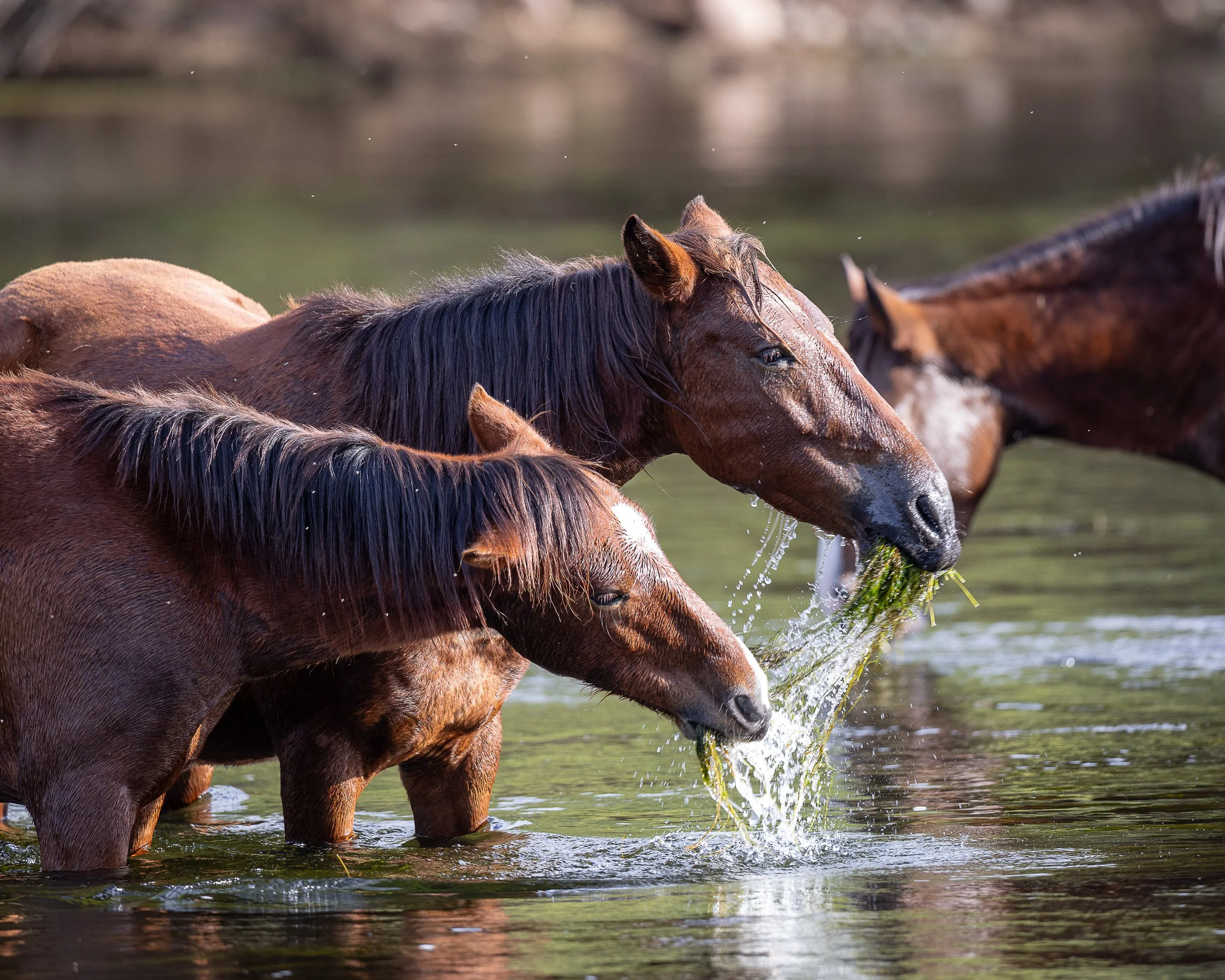 AZ Wild Horses - feeding-2937 (1).jpg