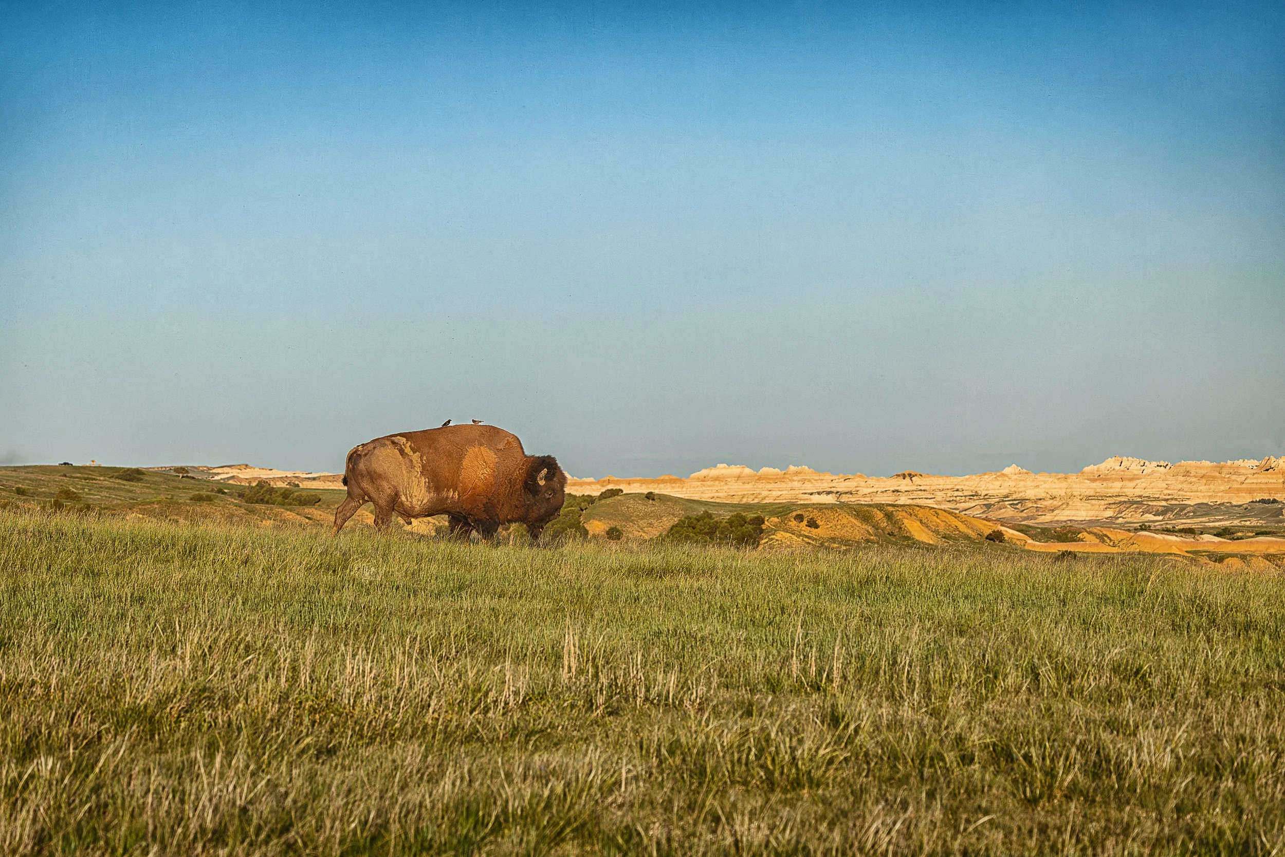 As the day fades over the Badlands, a lone bison grazes beneath an endless sky while its small avian companions stand watch. Together they embody the enduring relationships that have shaped the Great Plains for centuries—a quiet reminder that even in