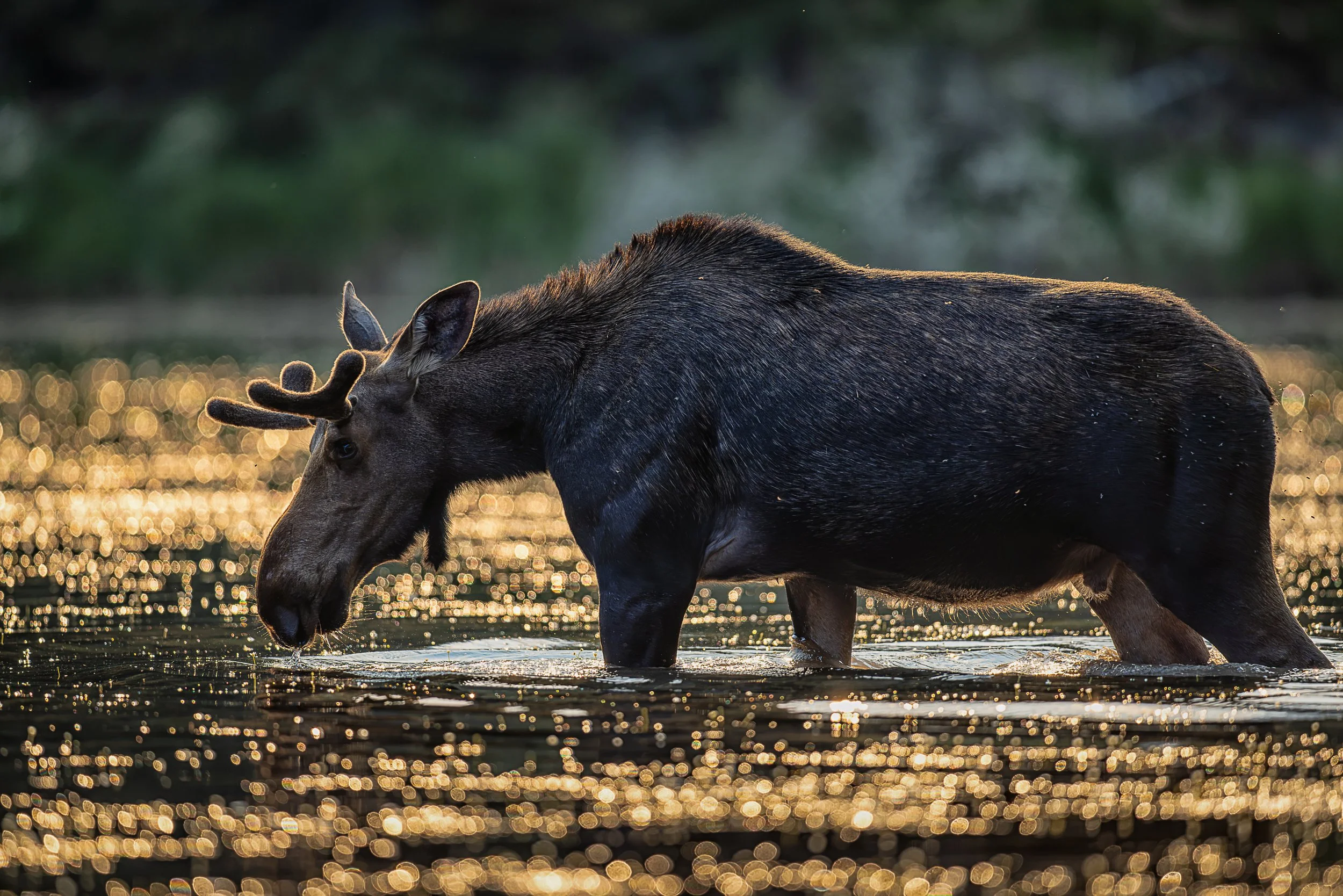 Antlers still wrapped in velvet, a bull moose moves through water transformed by low sunlight into a field of gold. The warm rim of light outlining his dark form captures a fleeting moment of summer—the season when a bull’s crown is still taking shap