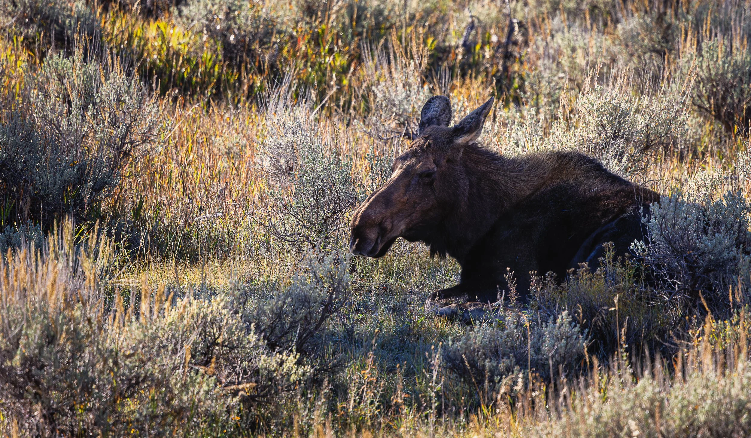 Nestled among golden grasses and silvery sagebrush, a cow moose rests peacefully in the quiet of the wilderness. Her dark coat blends into the shadows while sunlight dances across the surrounding meadow. This intimate portrait reveals the gentler sid