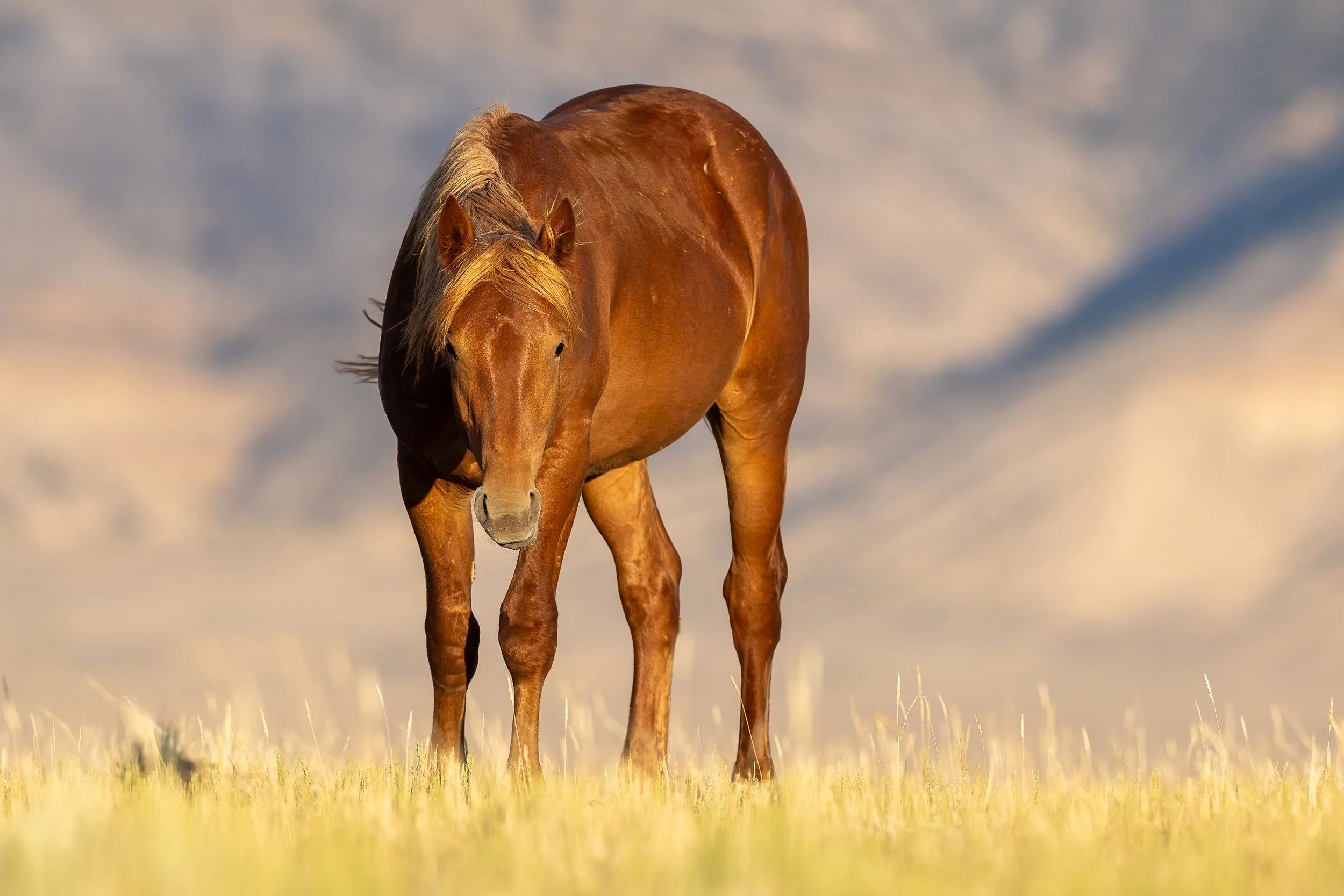 Chestnut in the grass - ST-5519 (1).jpg